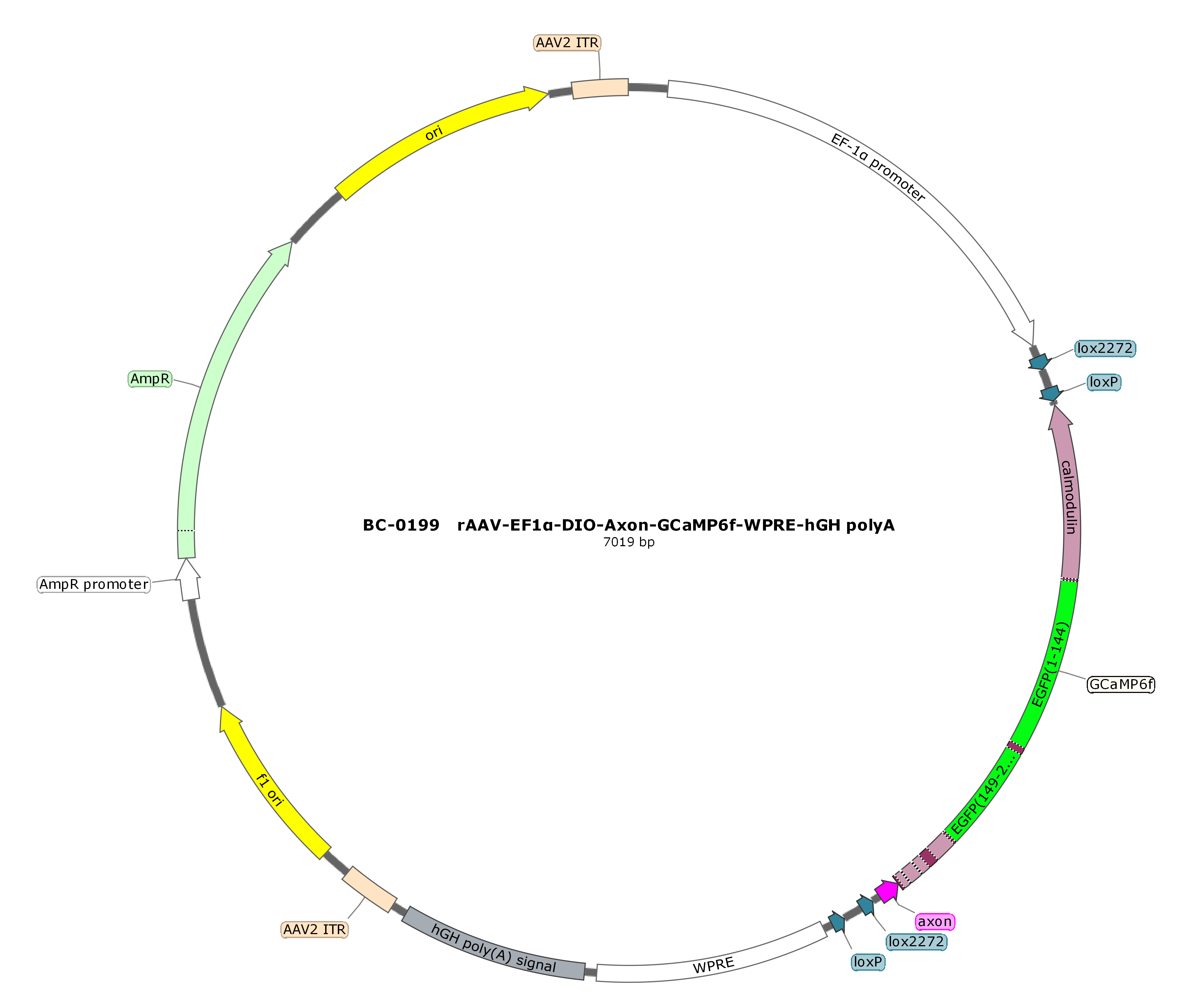 BC-0199  rAAV-EF1α-DIO-Axon-GCaMP6f  