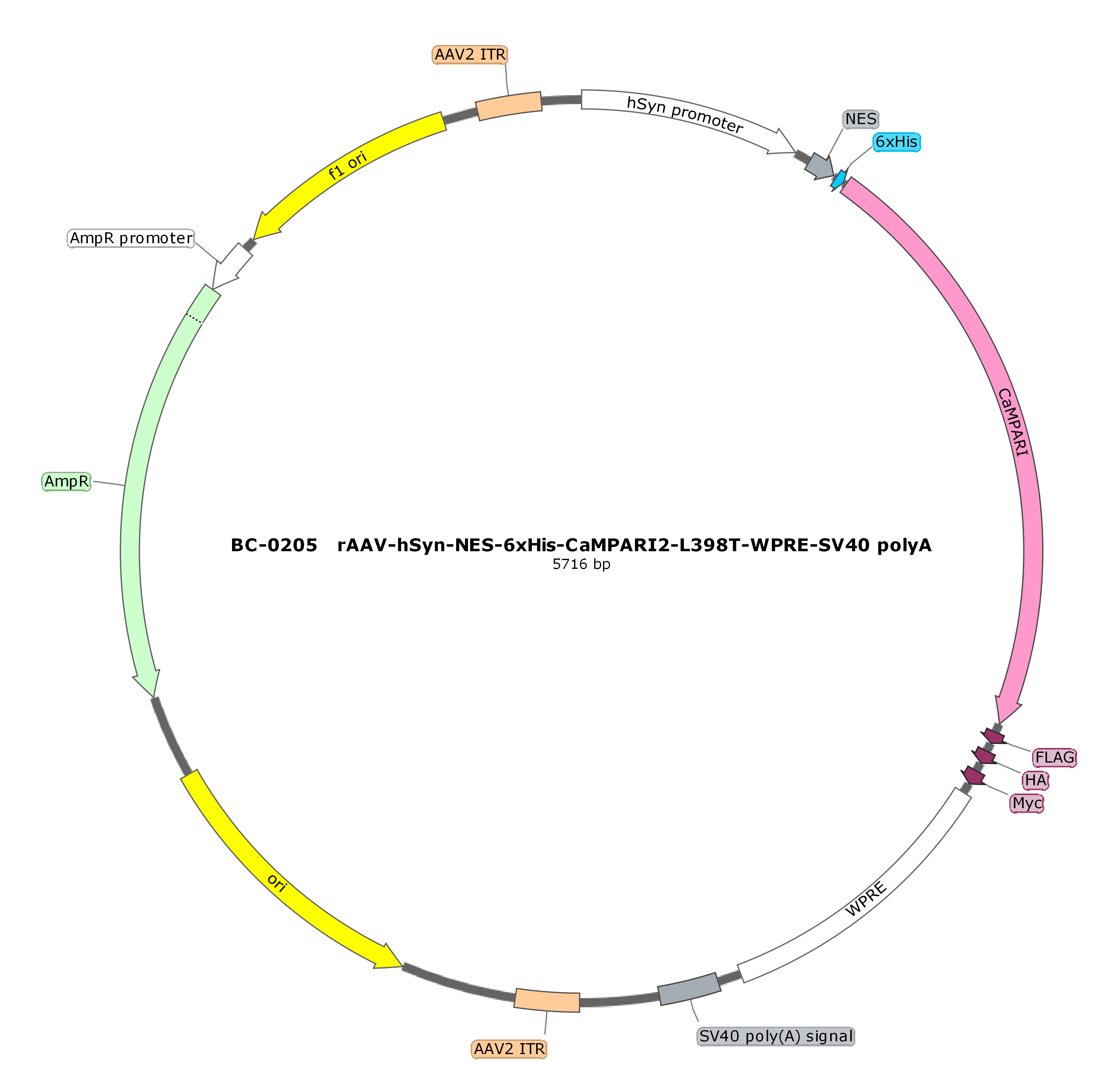 BC-0205  rAAV-hSyn-NES-6xHis-CaMPARI2(L398T)-FLAG-HA-Myc 