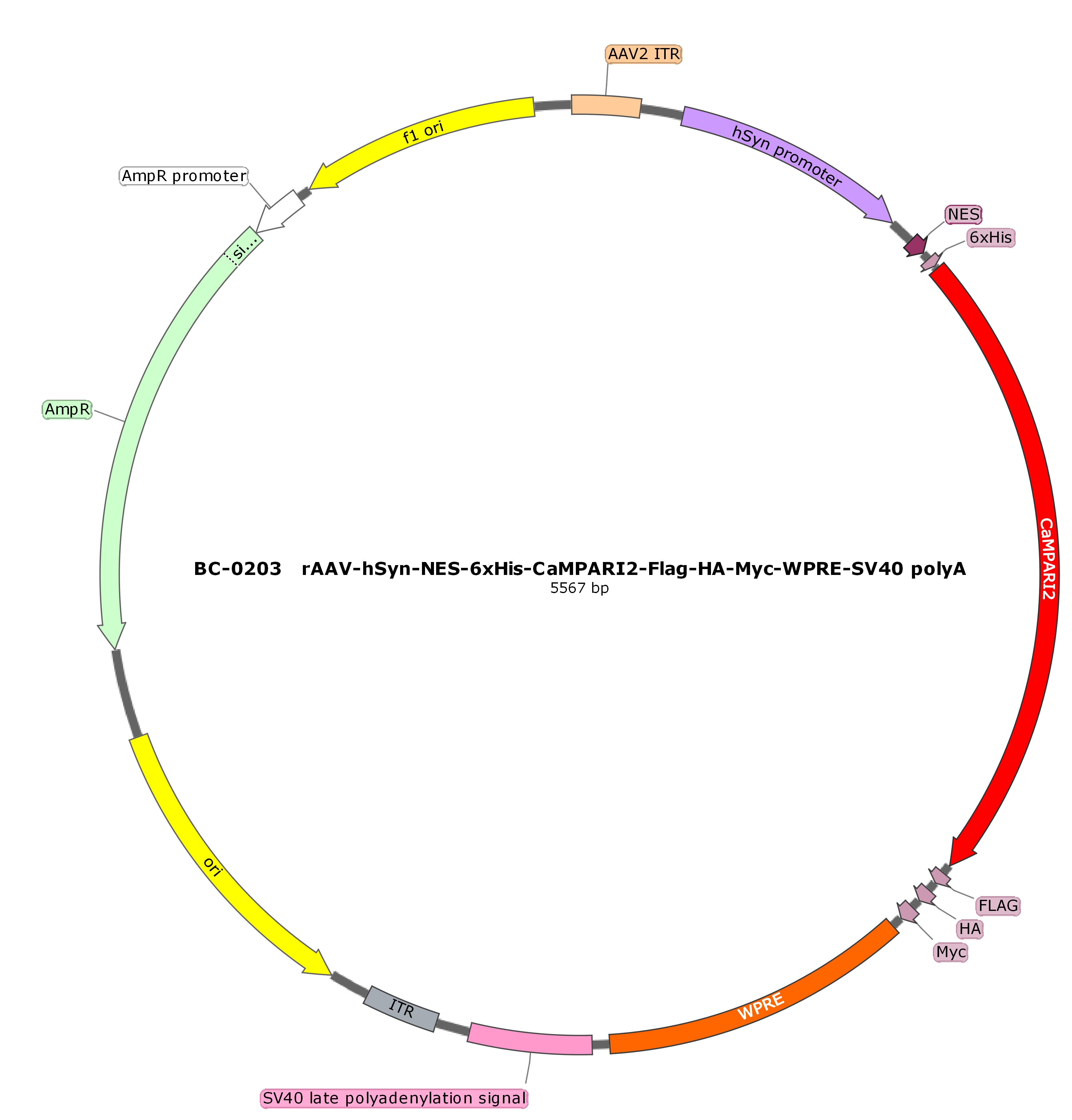 BC-0203  rAAV-hSyn-NES-6xHis-CaMPARI2-FLAG-HA-Myc 