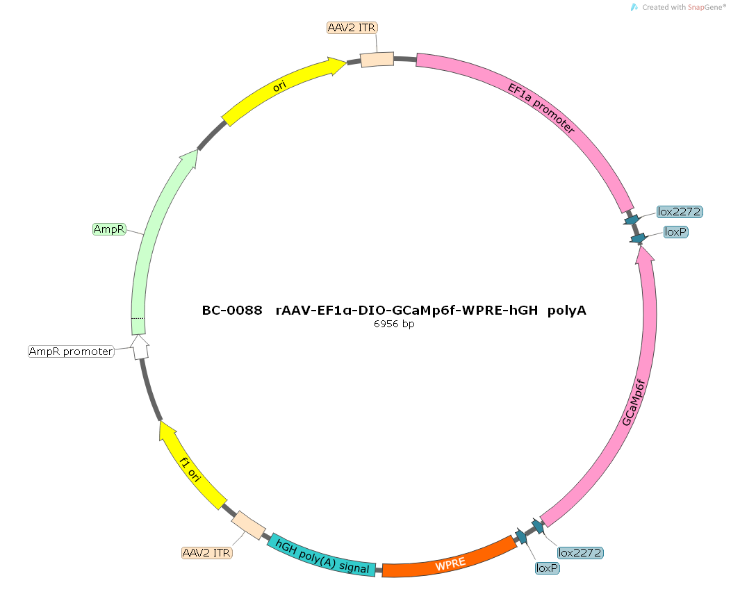 BC-0088  rAAV-EF1α-DIO-GCaMP6f  