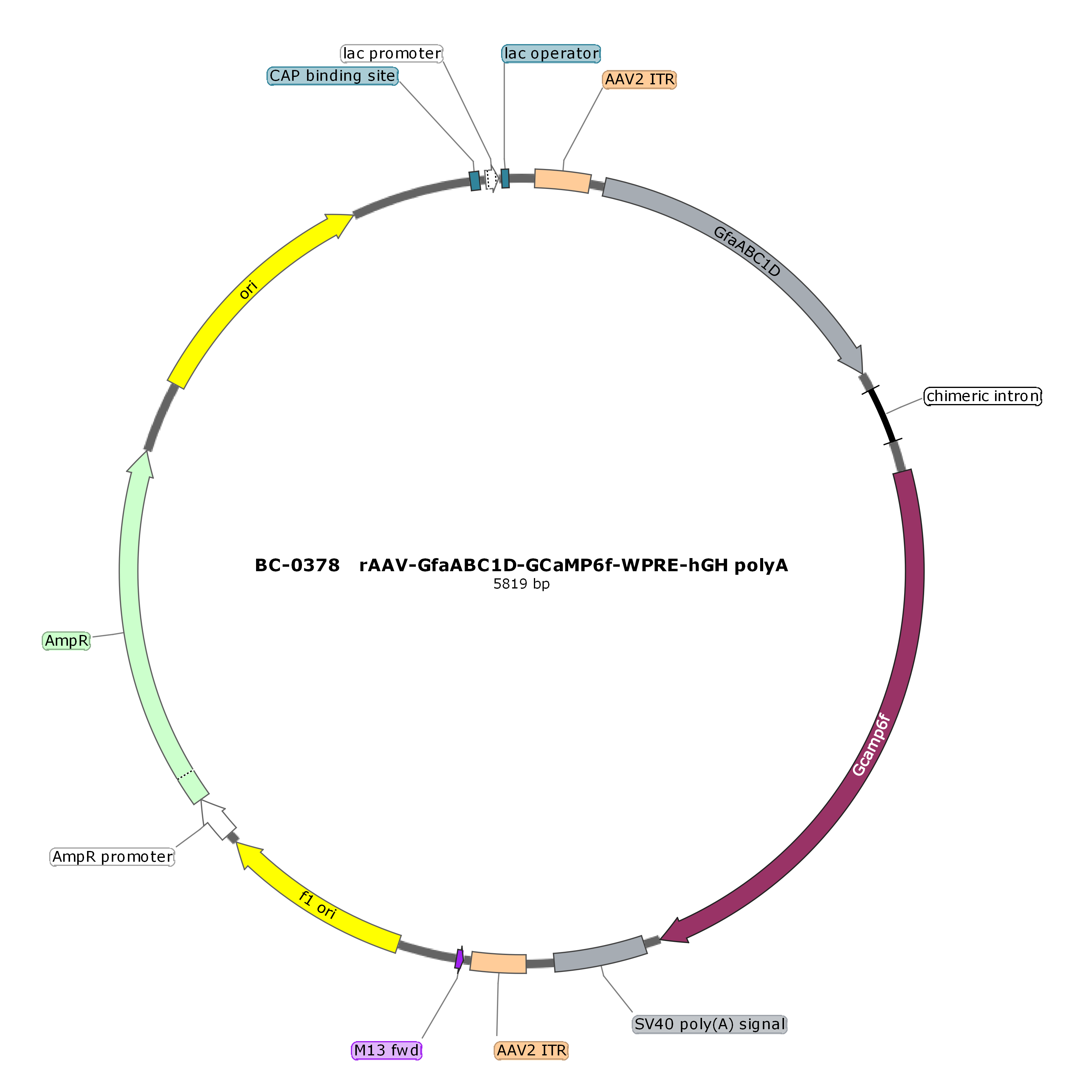 BC-0378  rAAV-GfaABC1D-Cyto-GCaMP6f  （Testing Report attached）