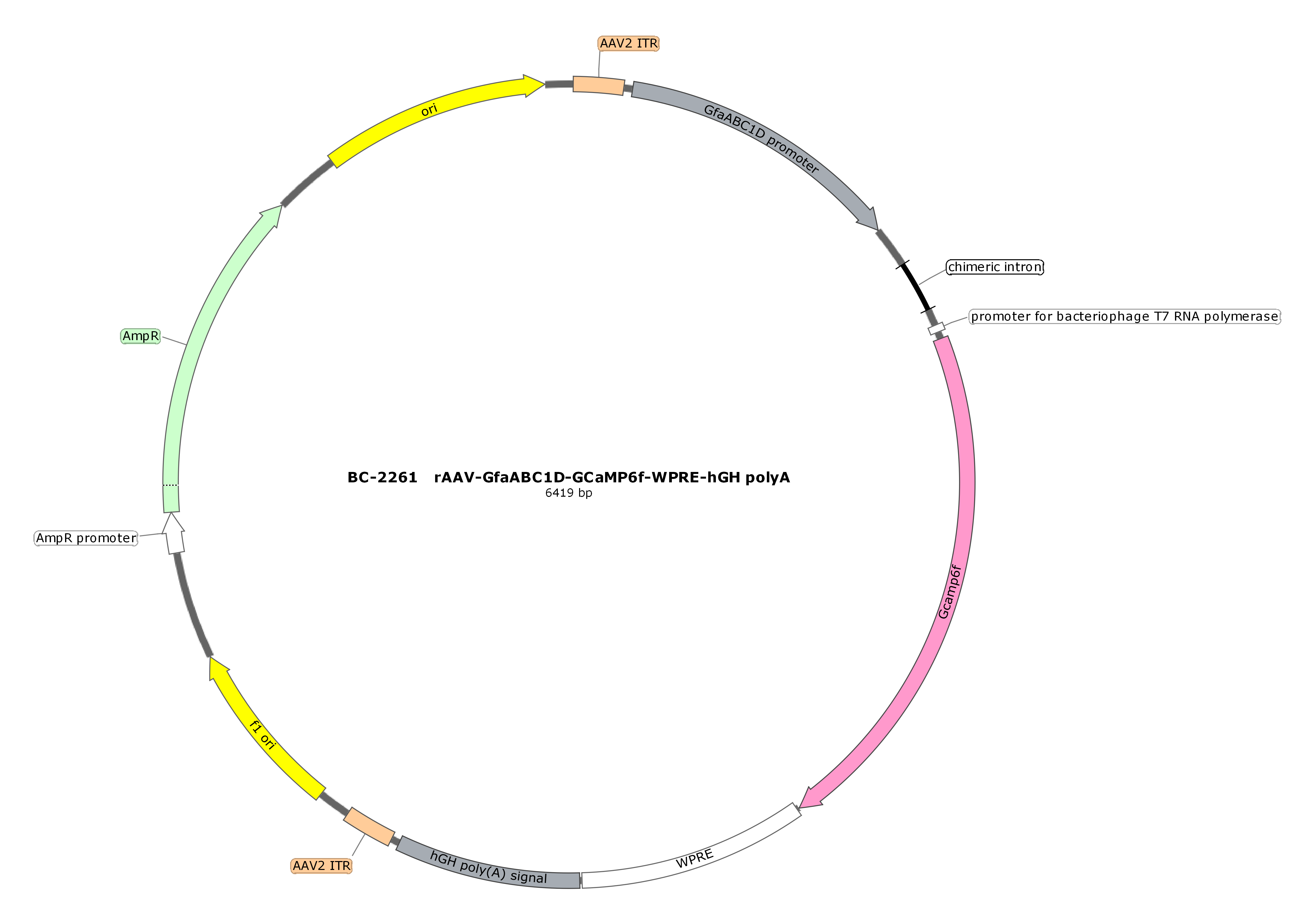 BC-2261  rAAV-GfaABC1D-GCaMP6f （Testing Report attached） 