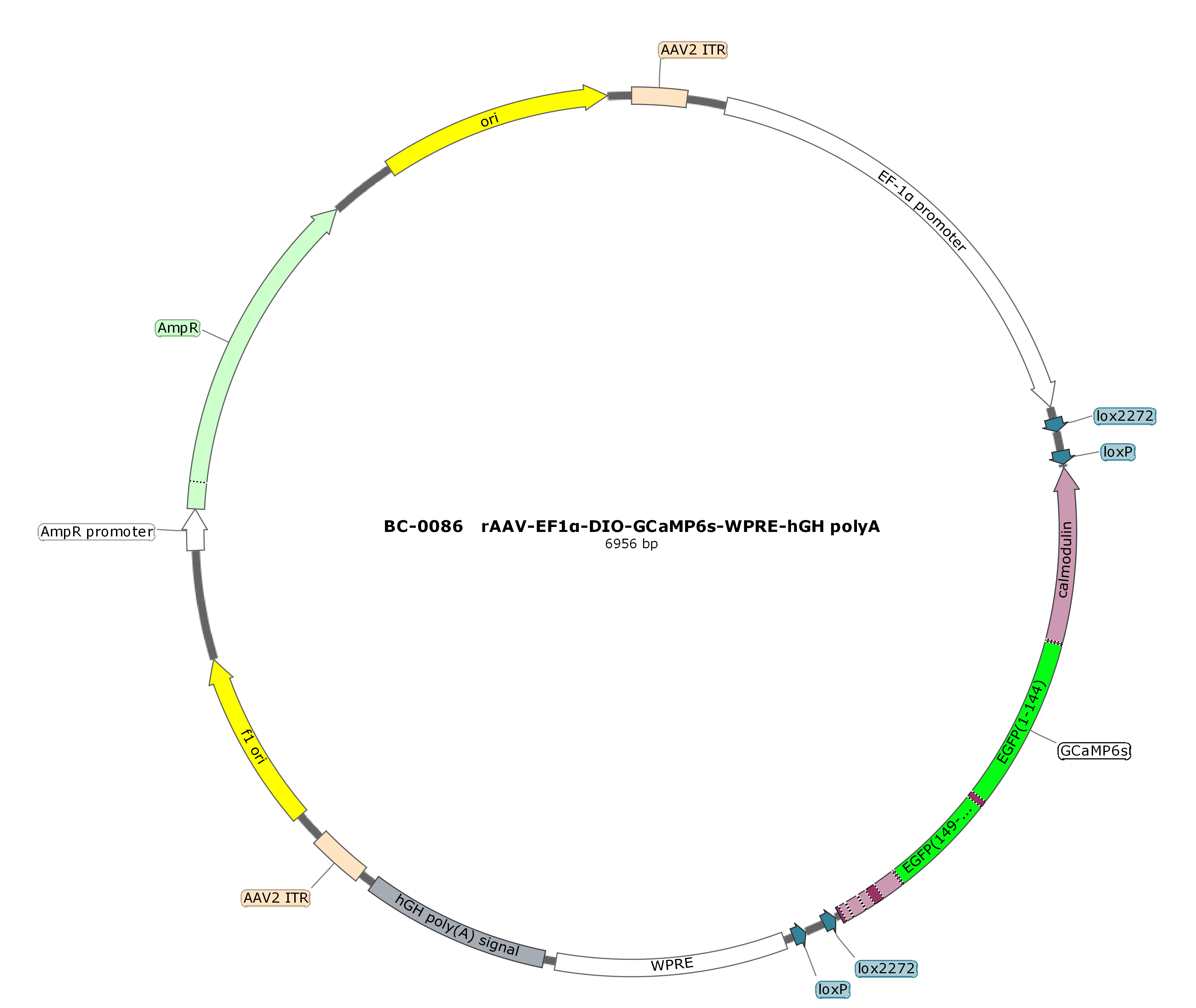 BC-0086  rAAV-EF1α-DIO-GCaMP6s（Testing Report attached）  