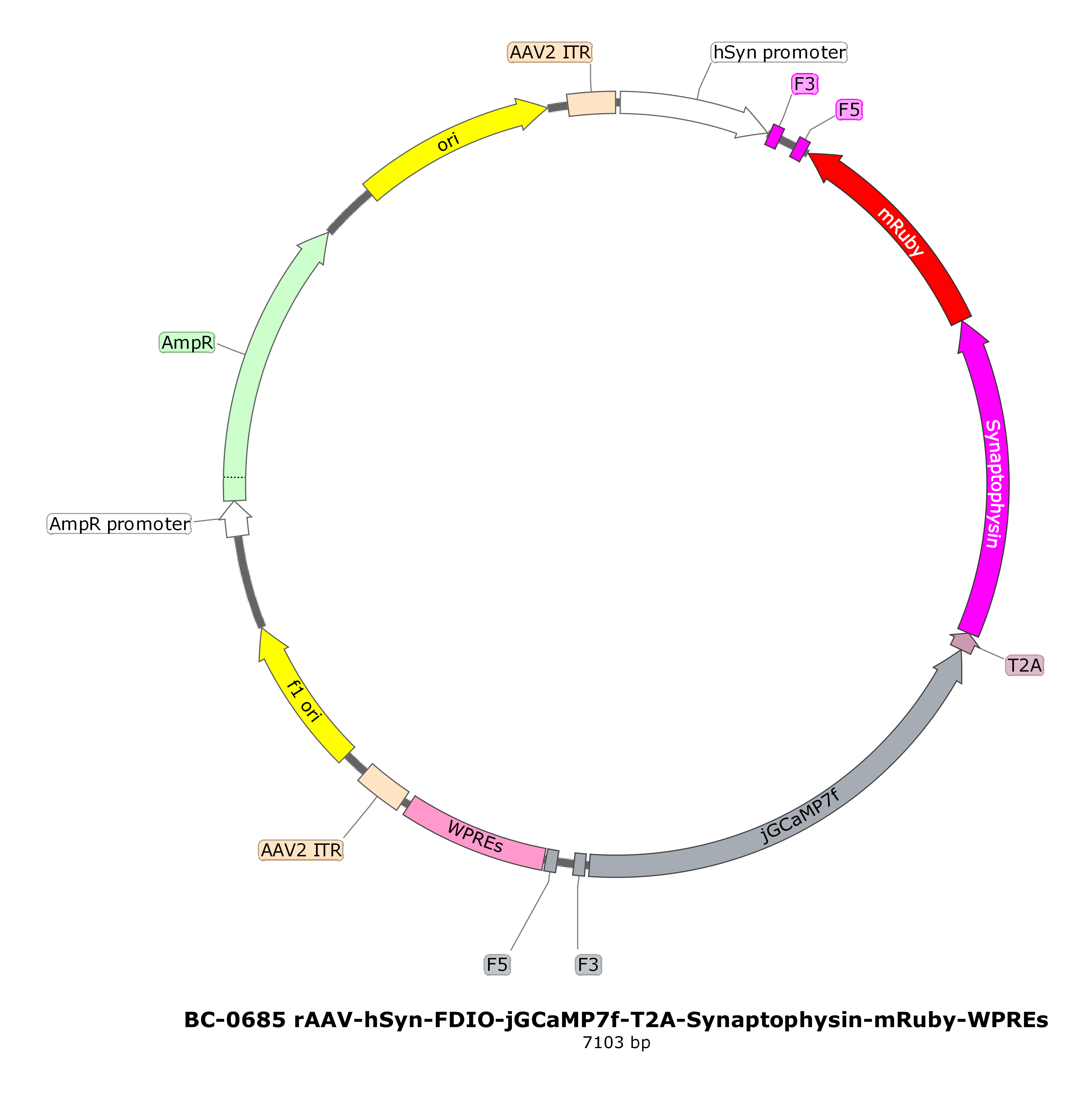 BC-0685  rAAV-hSyn-FDIO-jGCaMP7f-P2A-Synaptophysin-mRuby