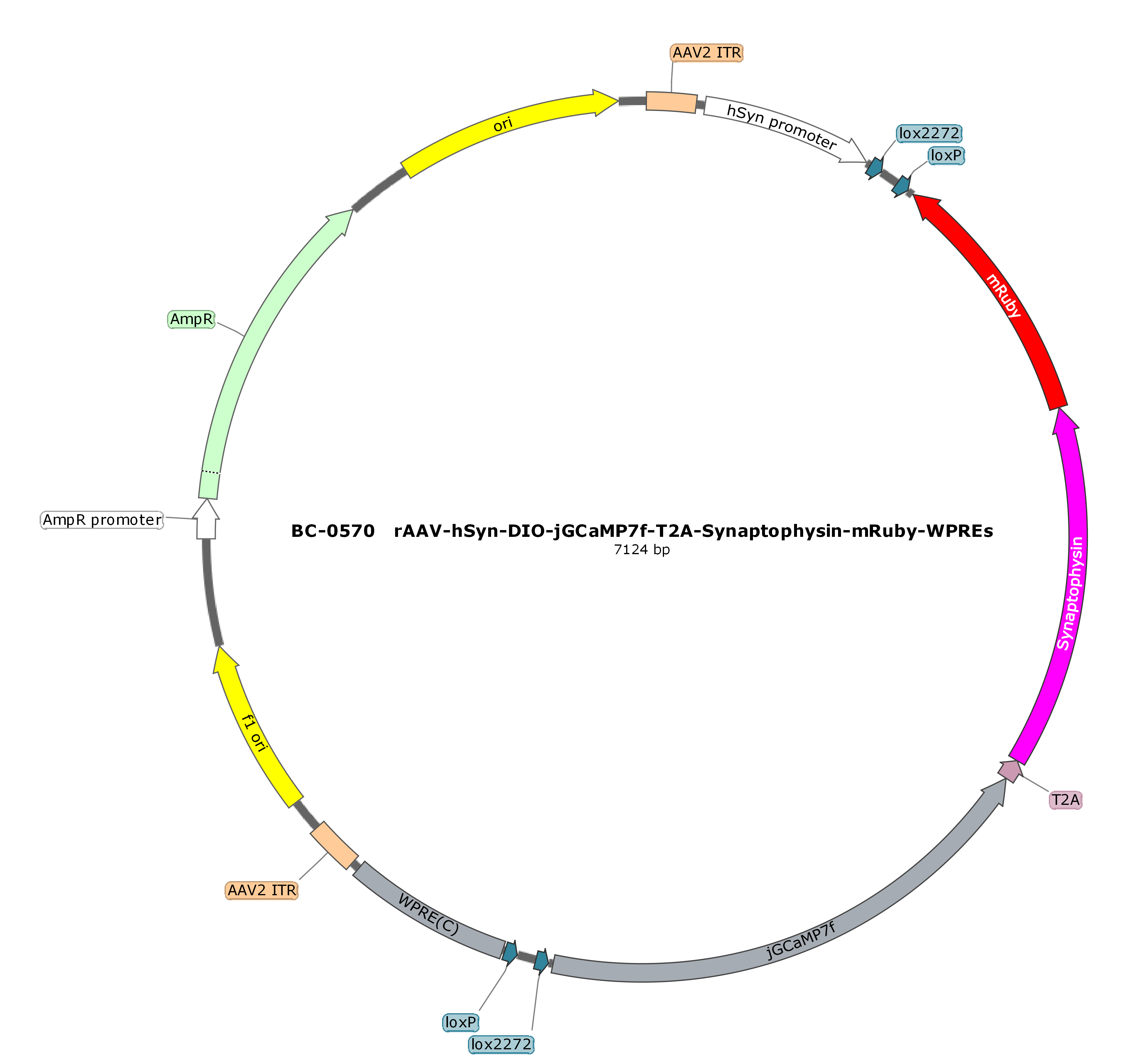 BC-0570  rAAV-hSyn-DIO-jGCaMP7f-P2A-Synaptophysin-mRuby