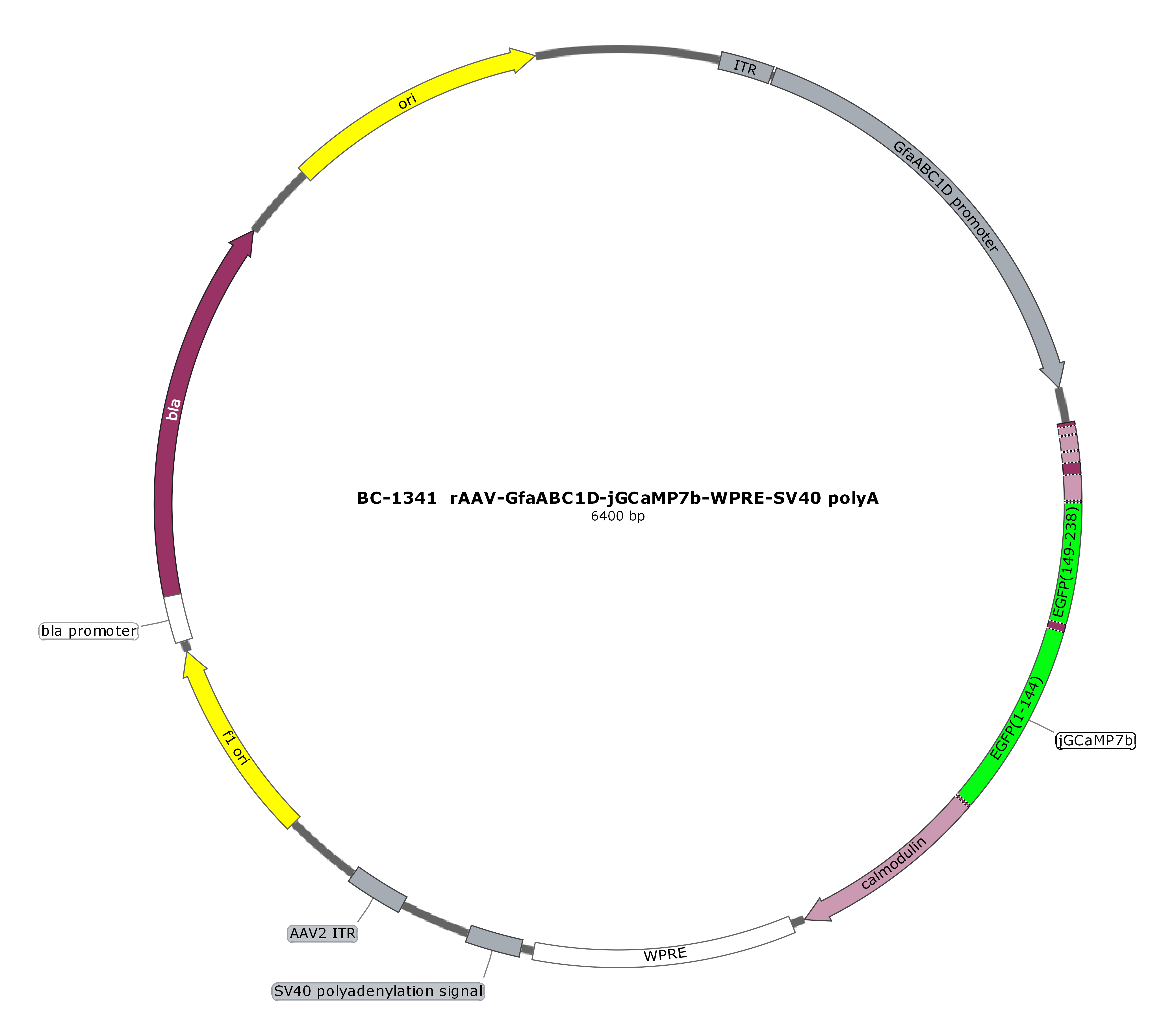 BC-1341  rAAV-GfaABC1D-jGCaMP7b（Testing Report attached）  