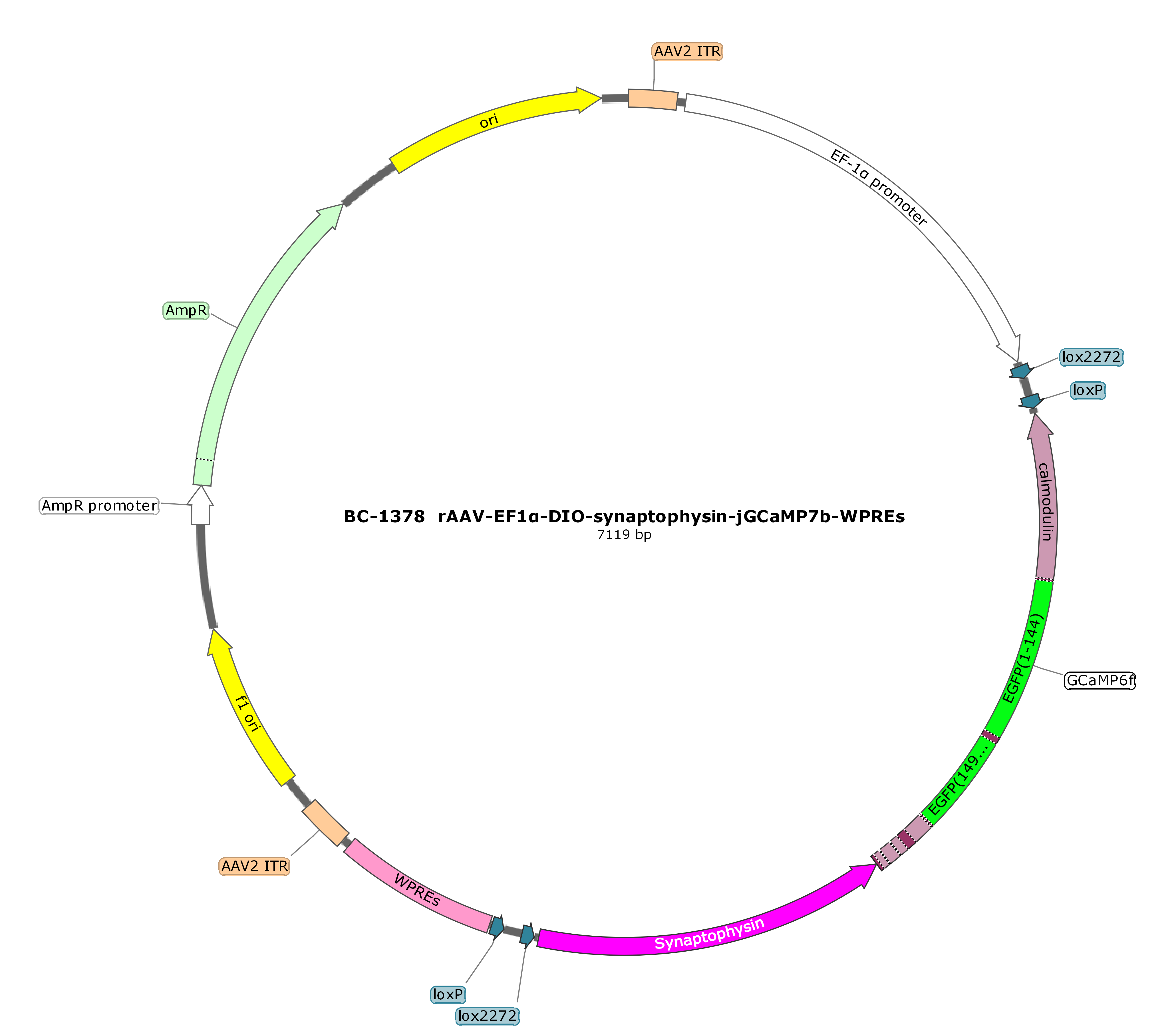 BC-1378  rAAV-EF1α-DIO-Synaptophysin-jGCaMP7b 