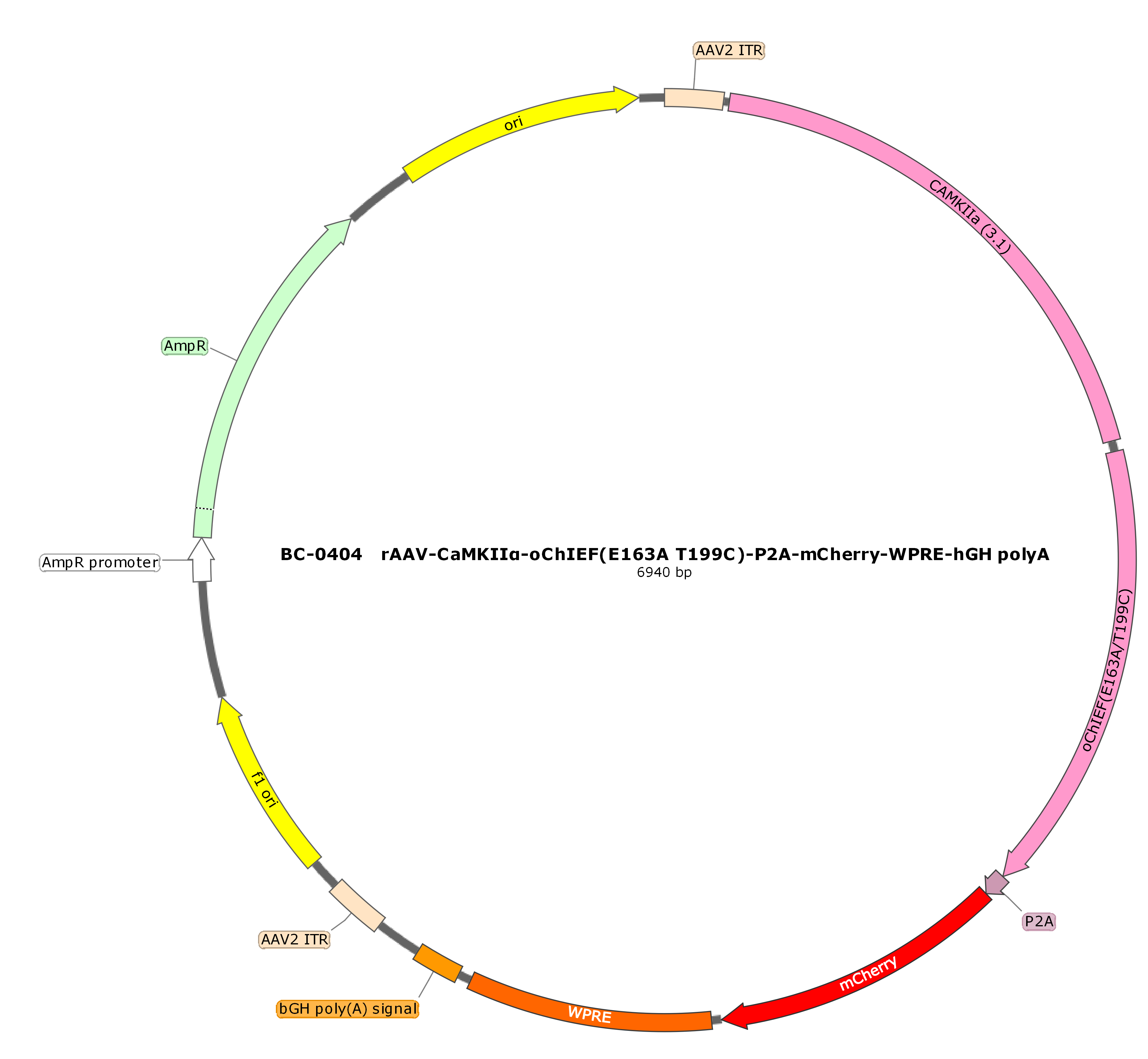 rAAV-CaMKIIα-oChIEF(E163A T199C)-P2A-mCherry  