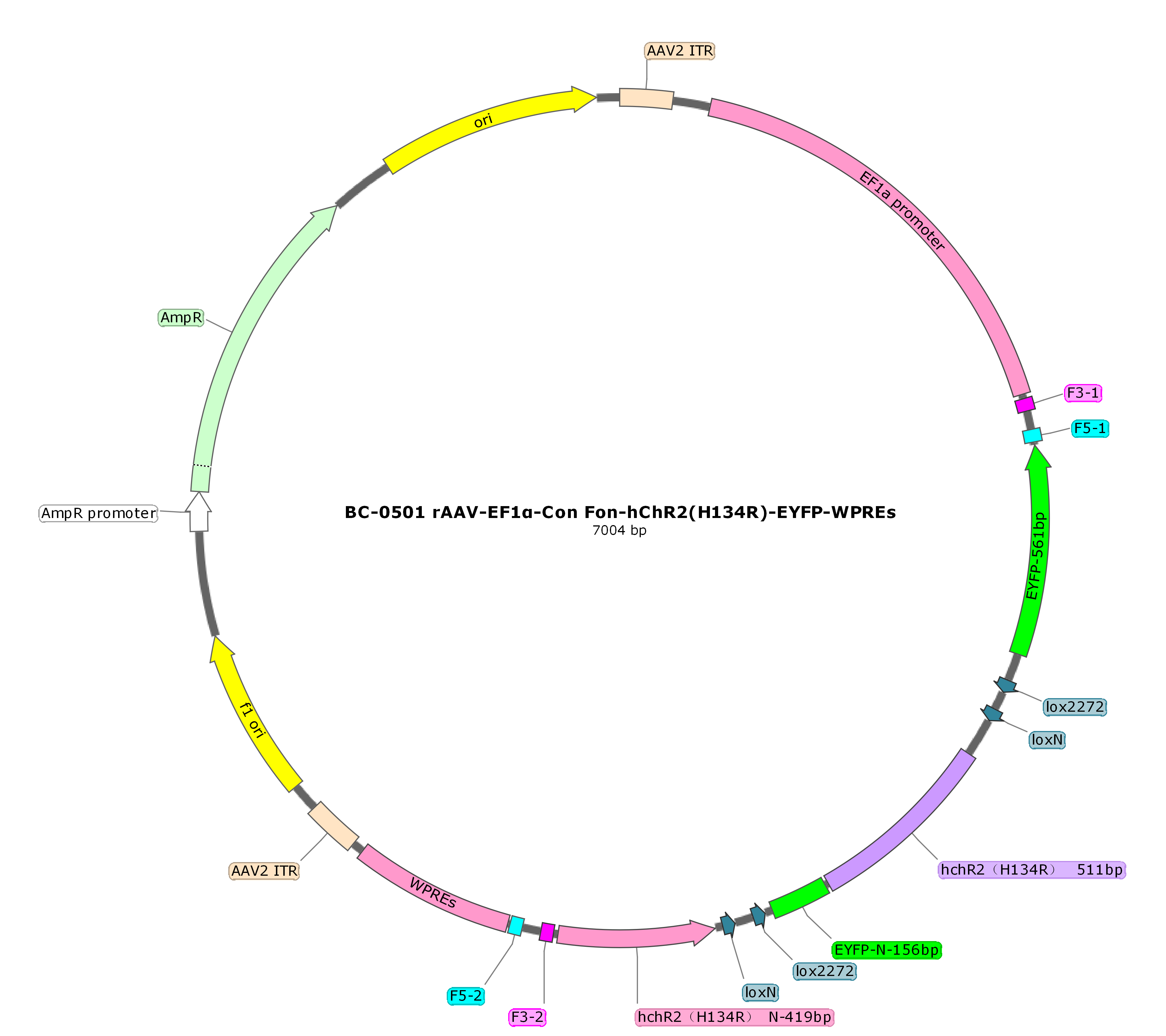 rAAV-EF1α-Con Fon-hChR2(H134R)-EYFP 