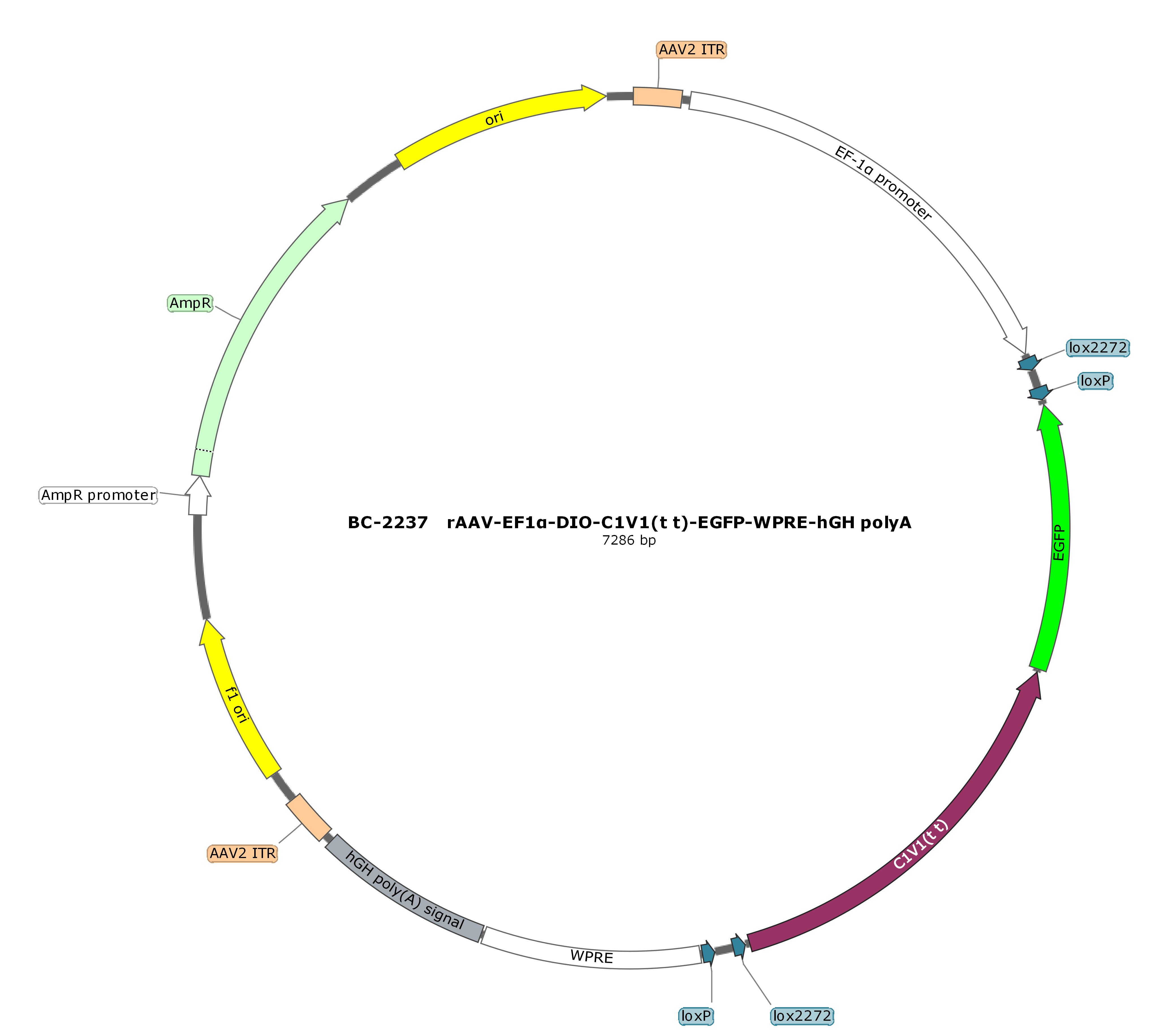 rAAV-EF1α-DIO-C1V1(t/t)-EGFP  