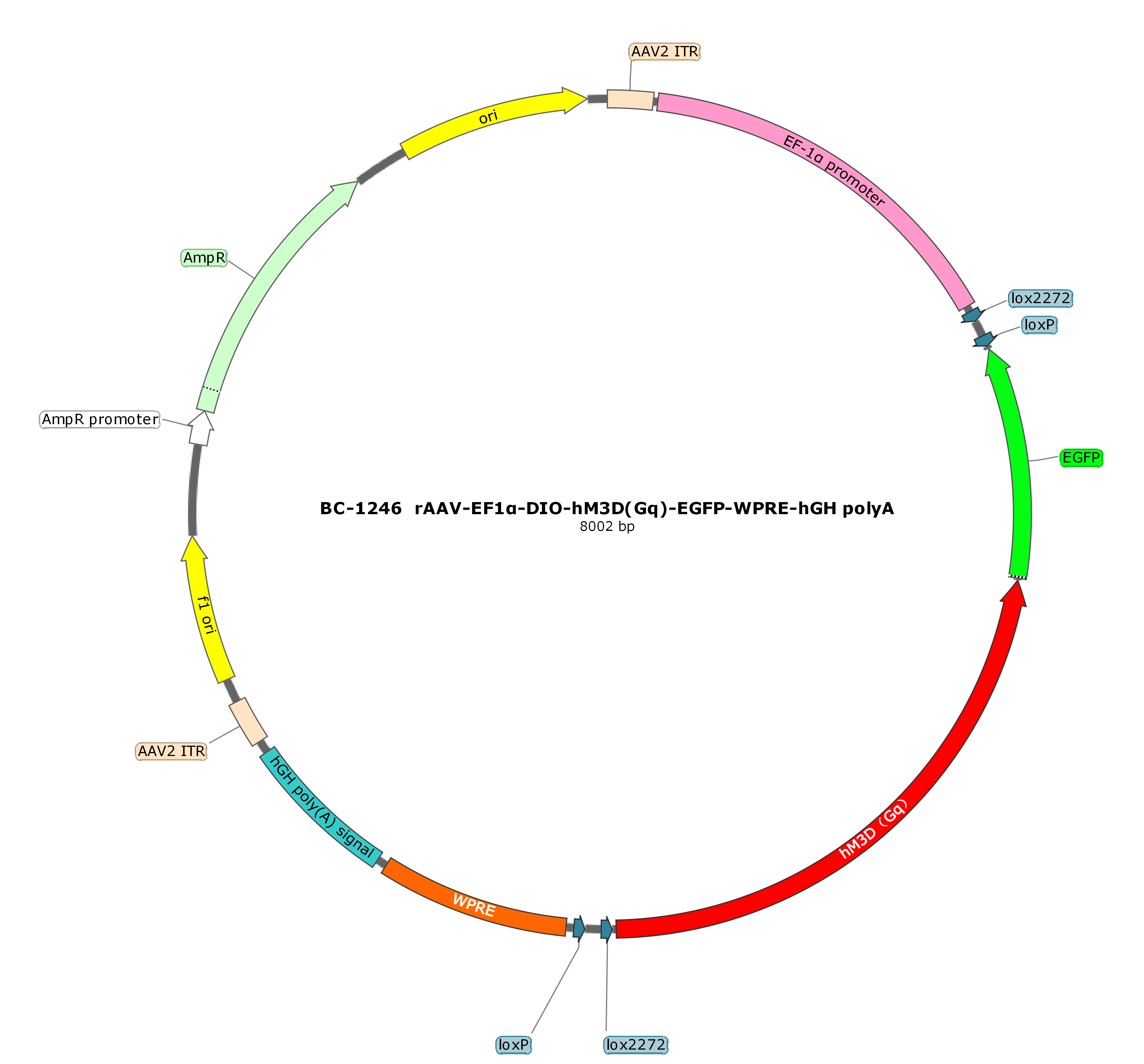 rAAV-EF1α-DIO-hM3D(Gq)-EGFP  