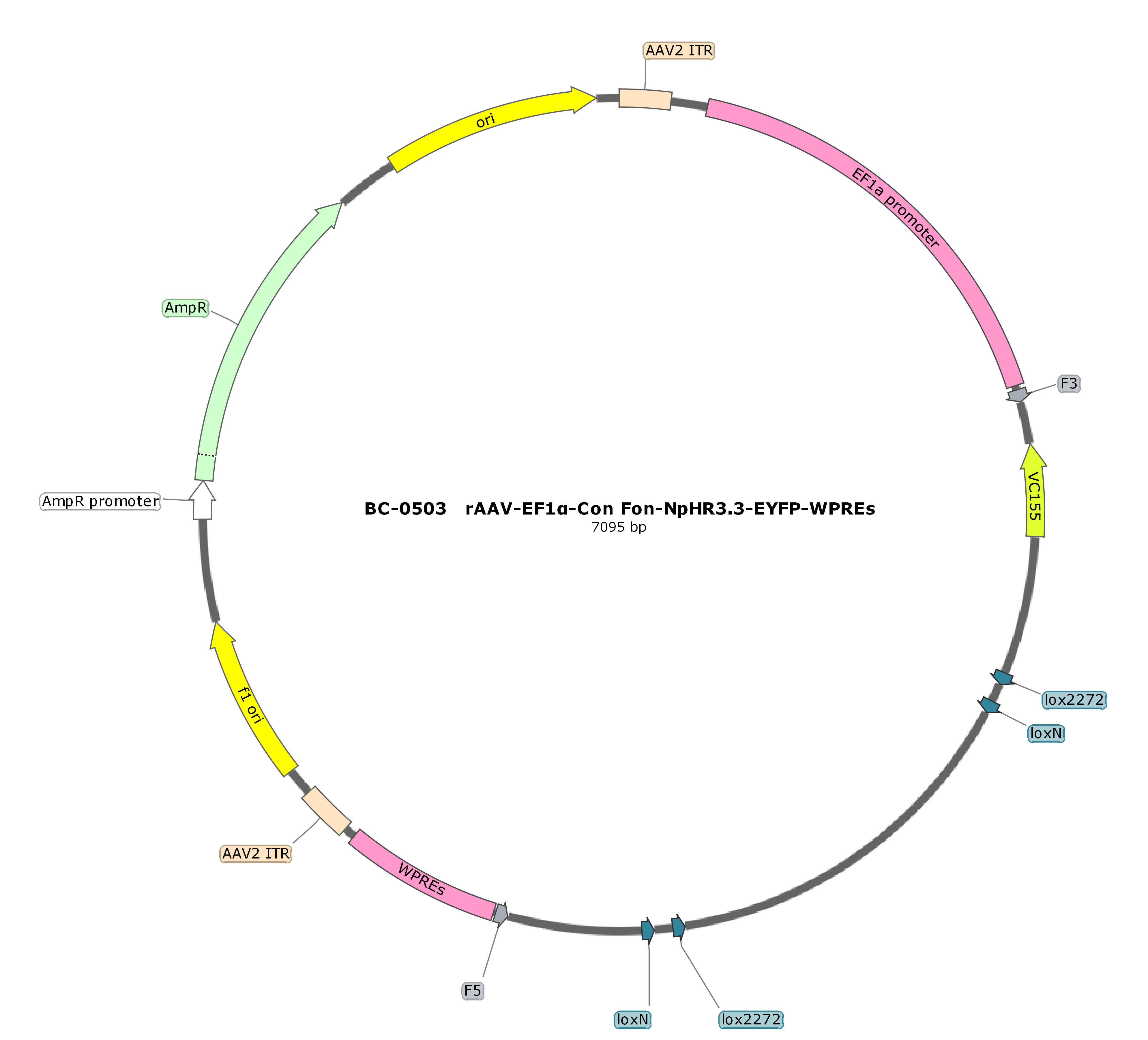 rAAV-EF1α-Con Fon-NpHR3.3-EYFP 