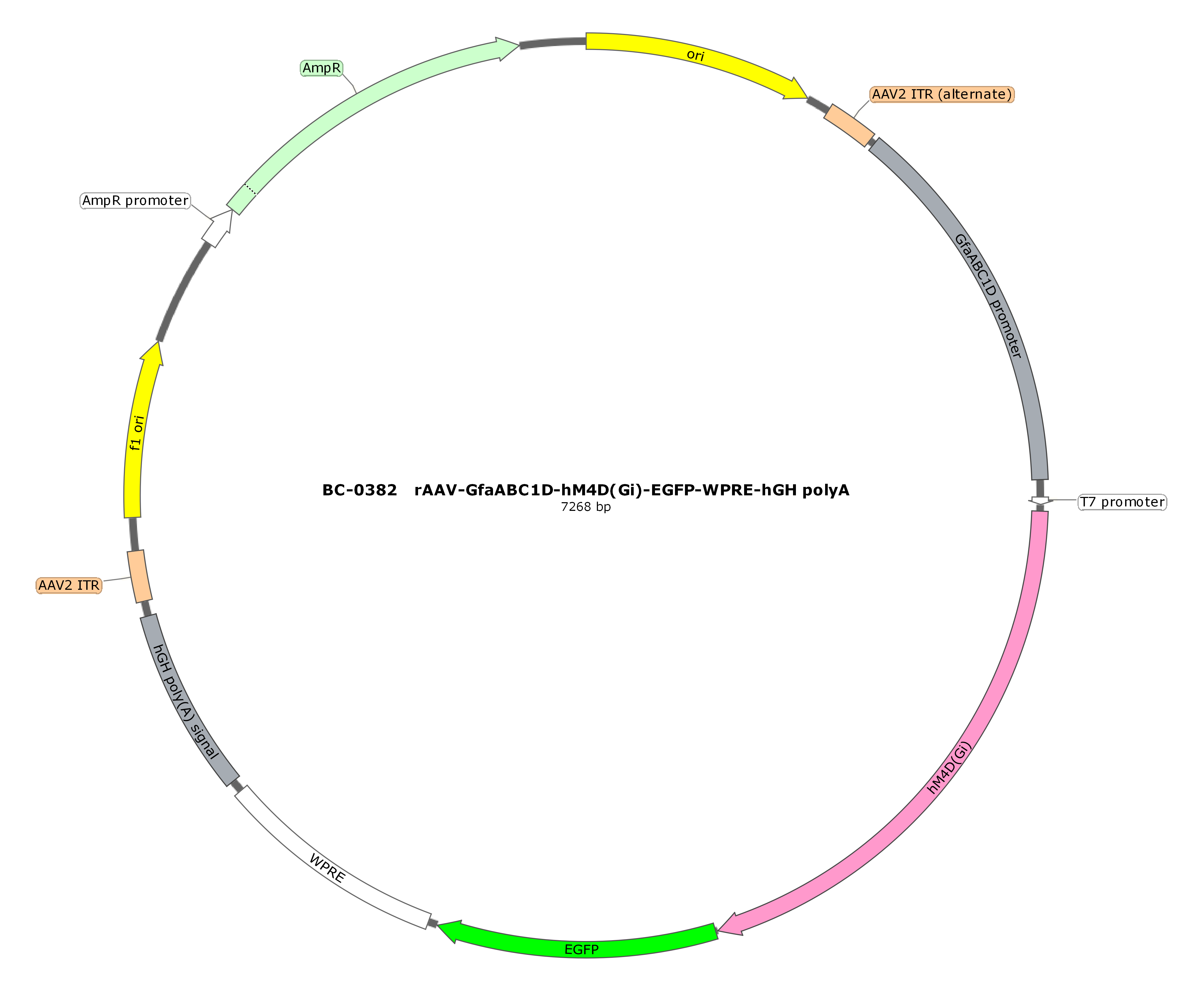 BC-0382  rAAV-GfaABC1D-hM4D(Gi)-EGFP  