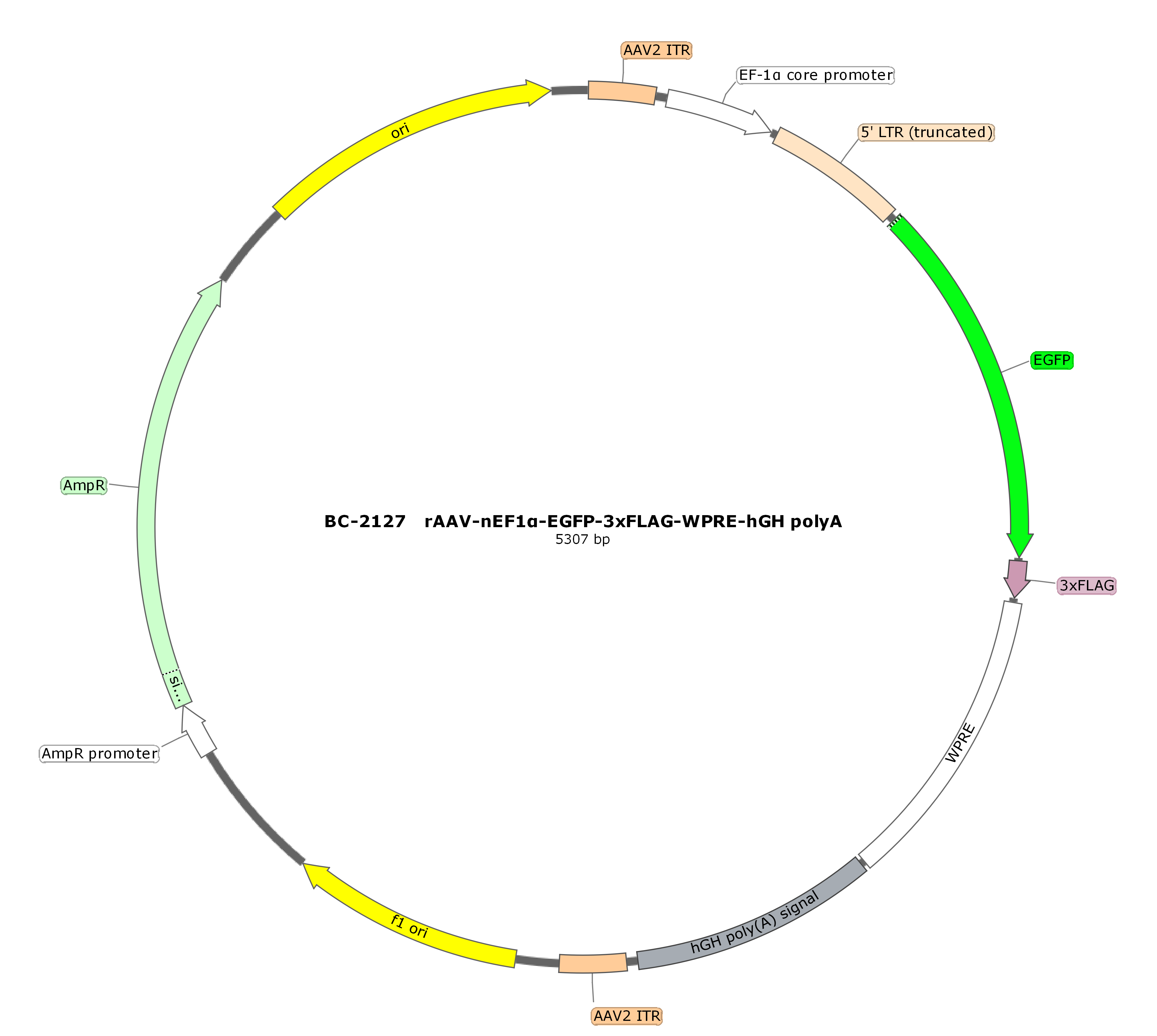 rAAV-nEF1α-EGFP-3xFLAG  