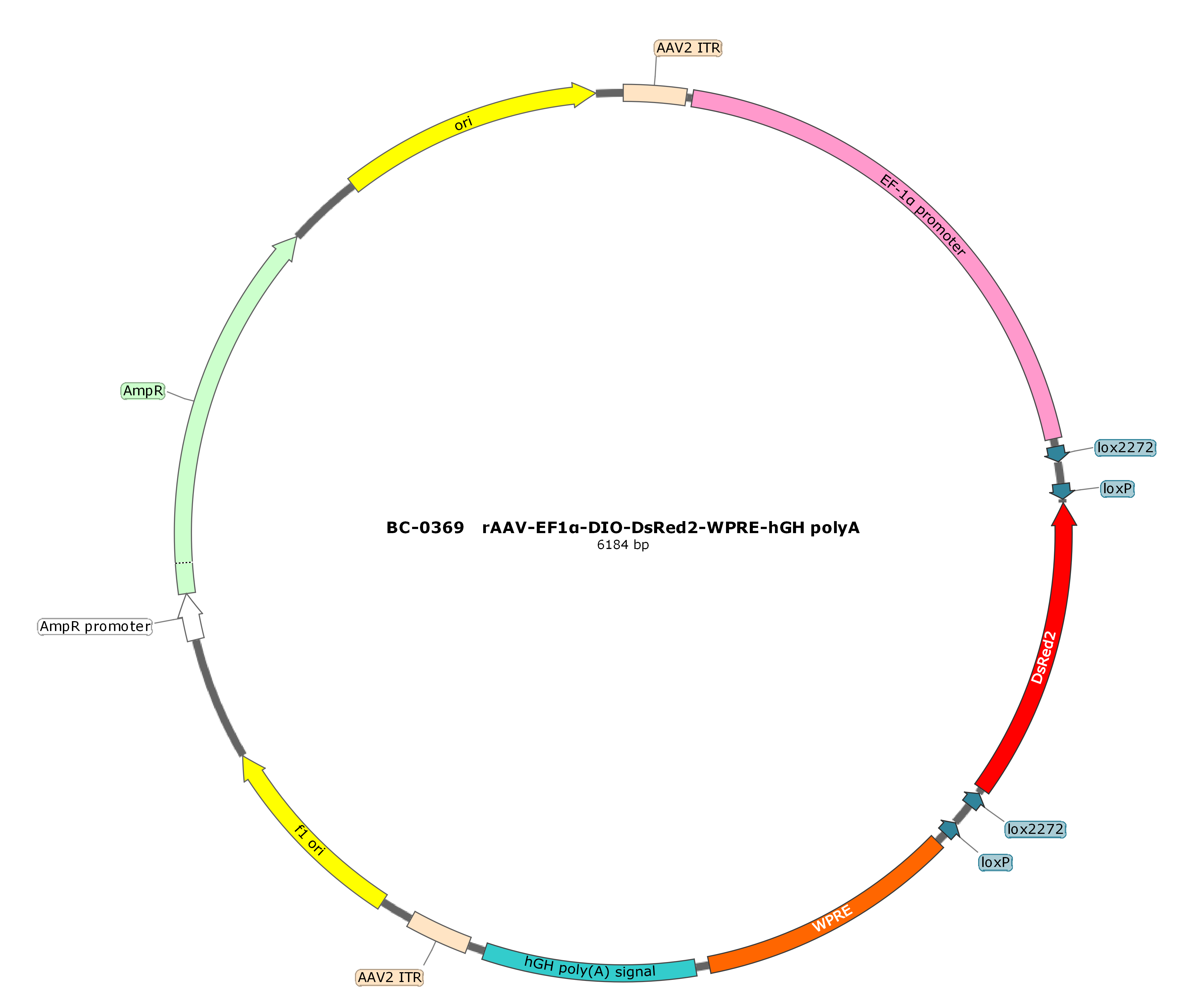 rAAV-EF1α-DIO-DsRed2  