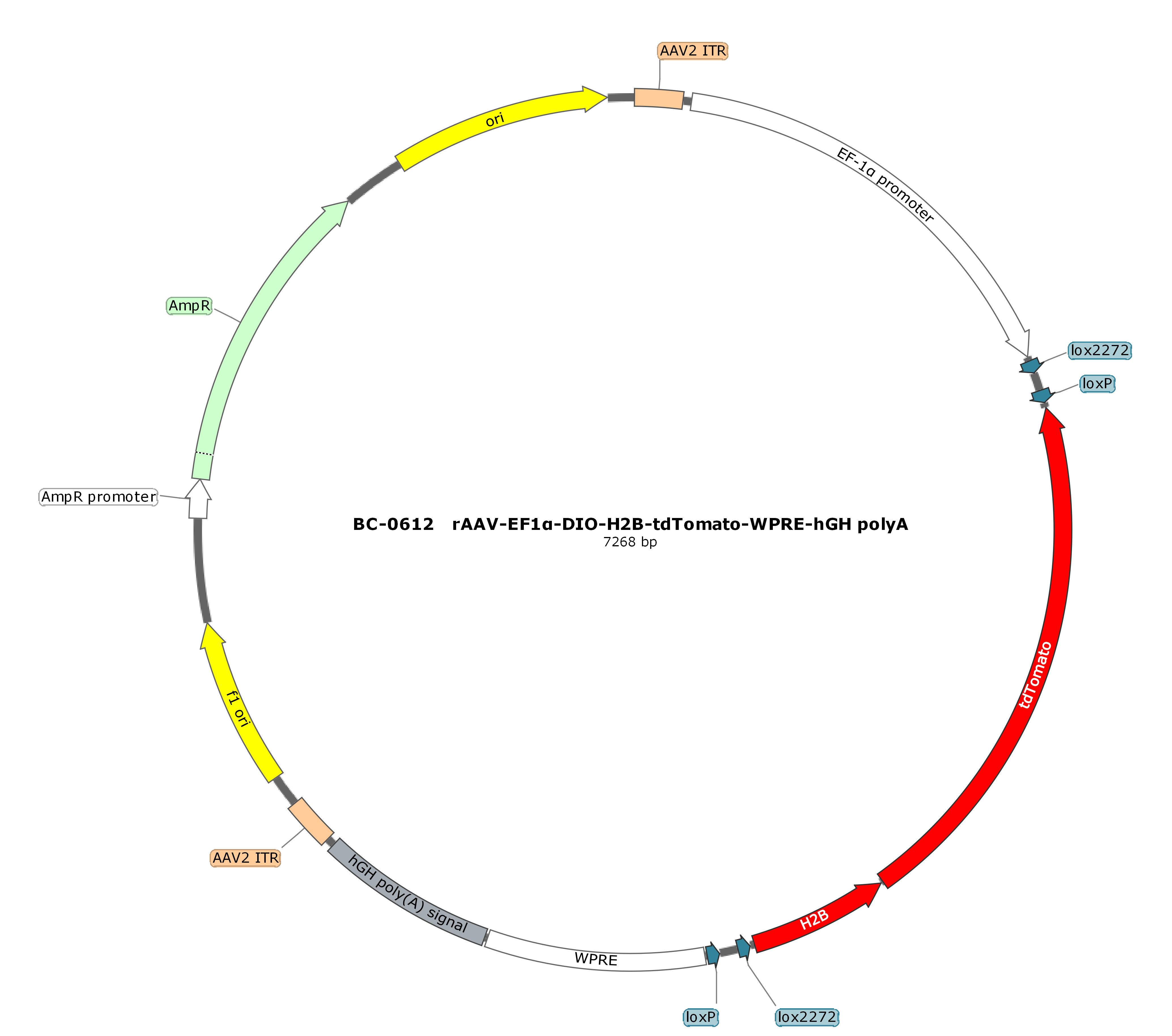 rAAV-EF1α-DIO-H2B-tdTomato  