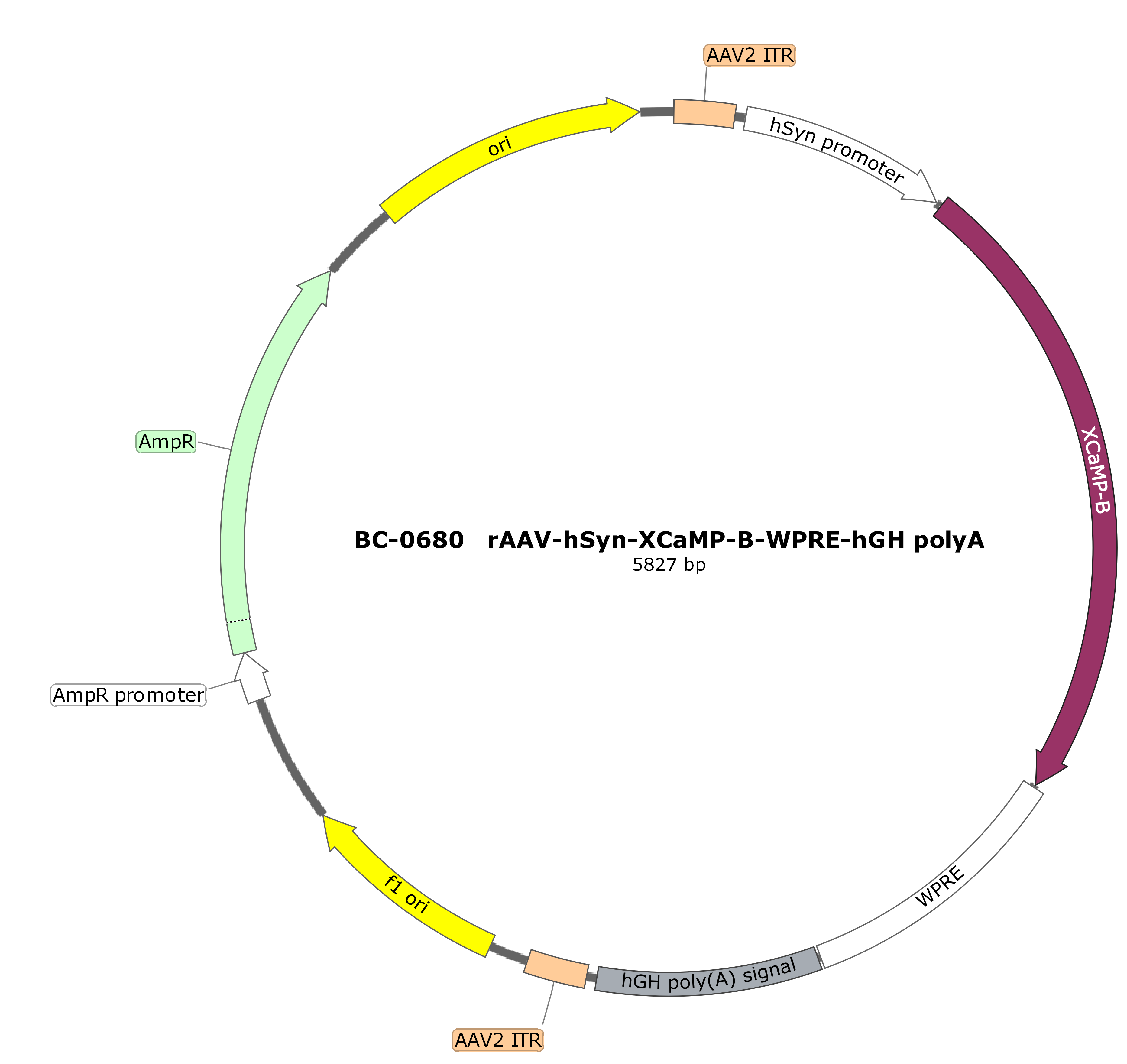 BC-0680  rAAV-hSyn-XCaMP-B（Testing Report attached）