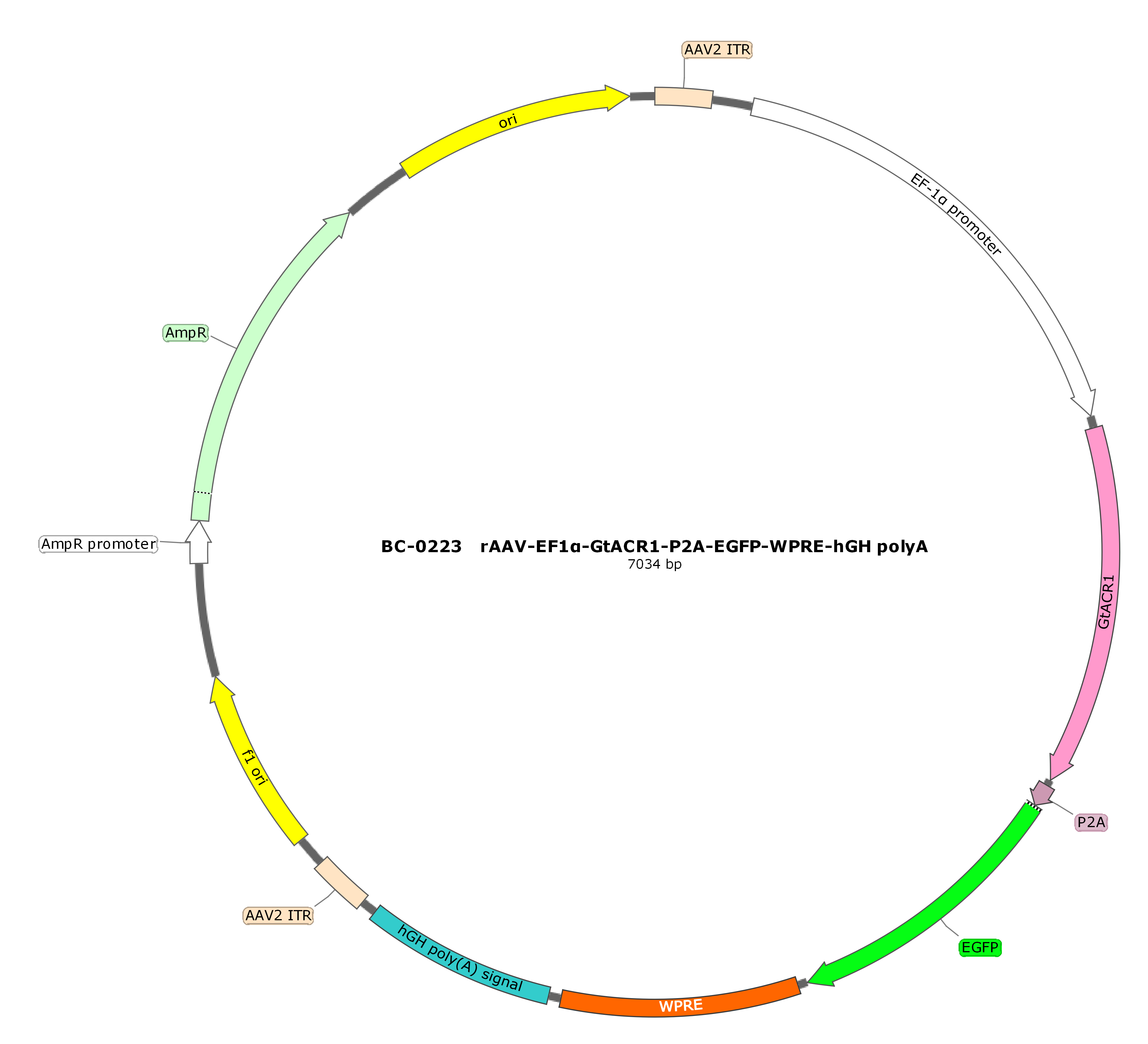 BC-0223  rAAV-EF1α-hGtACR1-P2A-EGFP