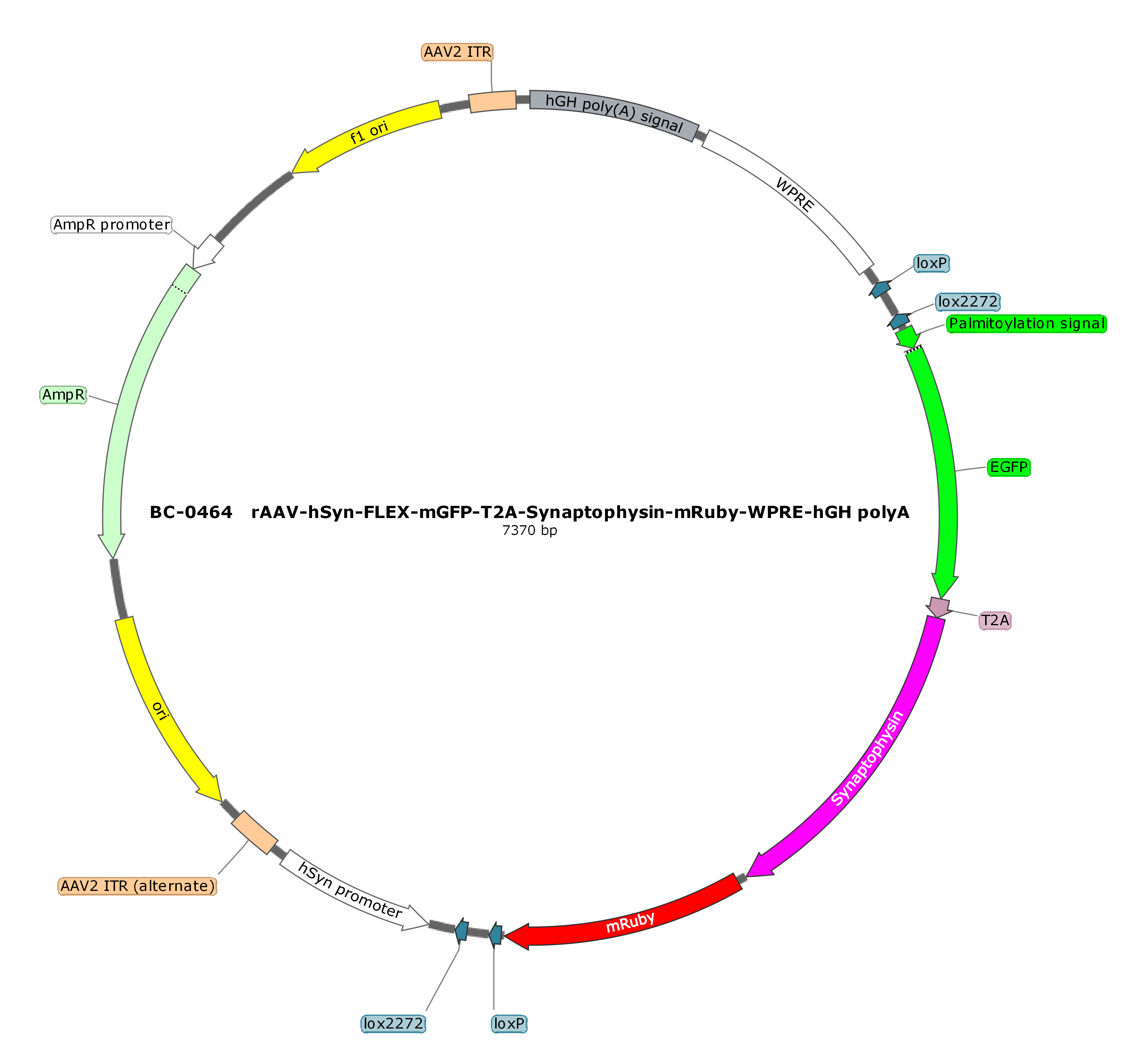 rAAV-hSyn-FLEX-mGFP-T2A-Synaptophysin-mRuby  