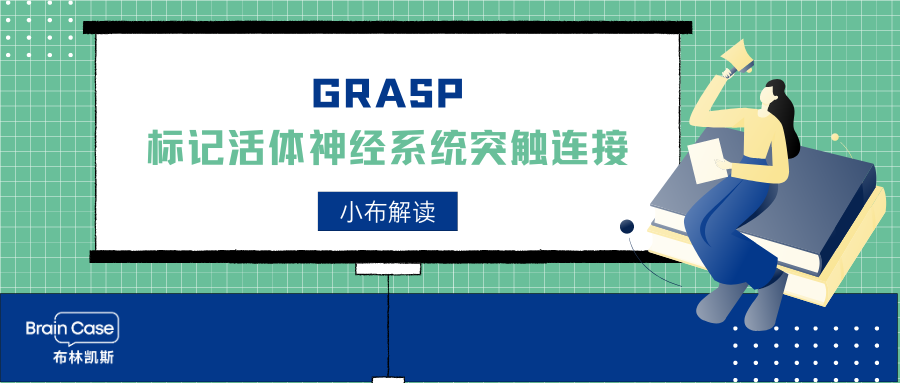 小布解读 | GRASP—标记活体神经系统突触连接