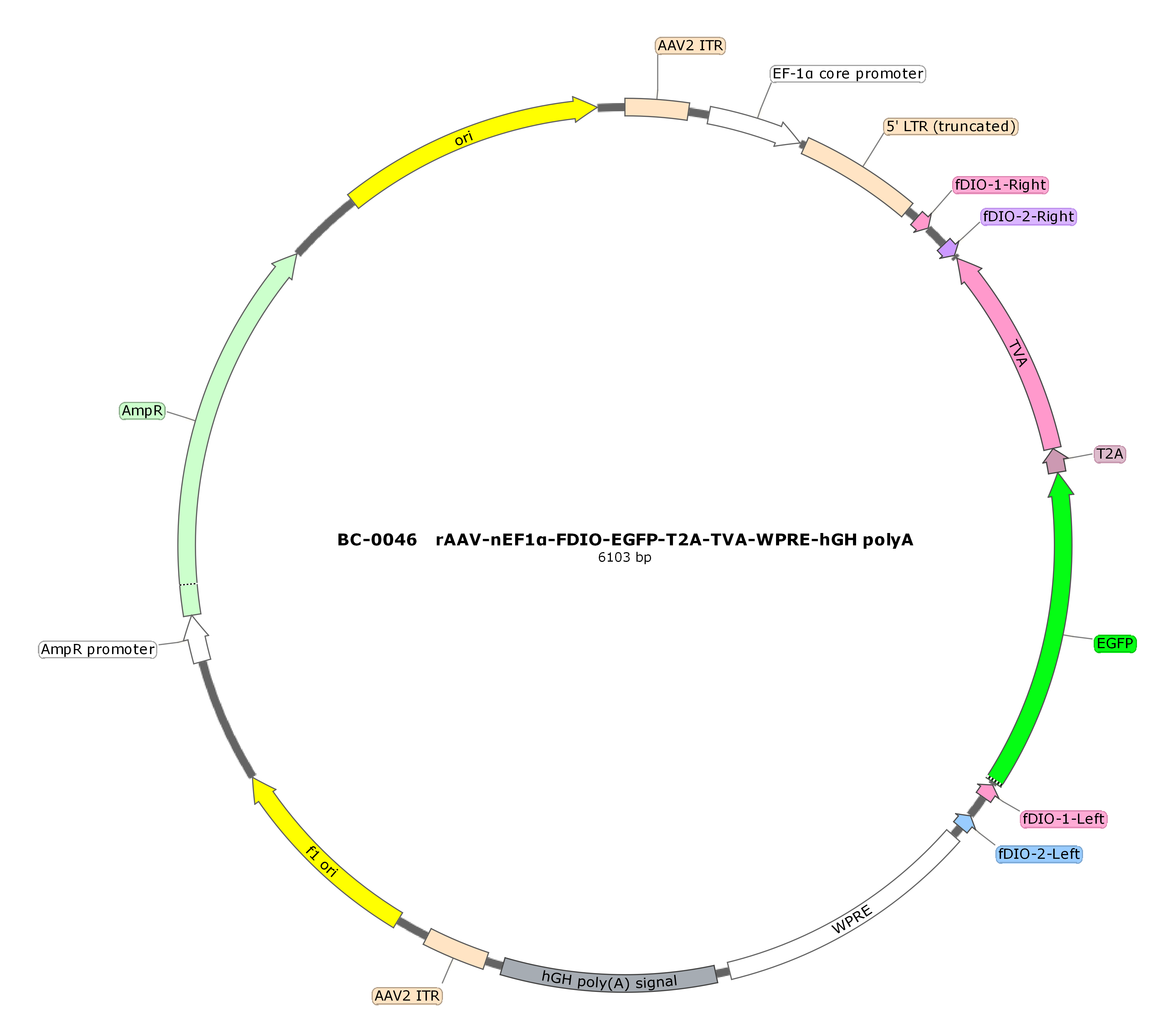 BC-0046 rAAV-nEF1α-FDIO-EGFP-T2A-TVA  