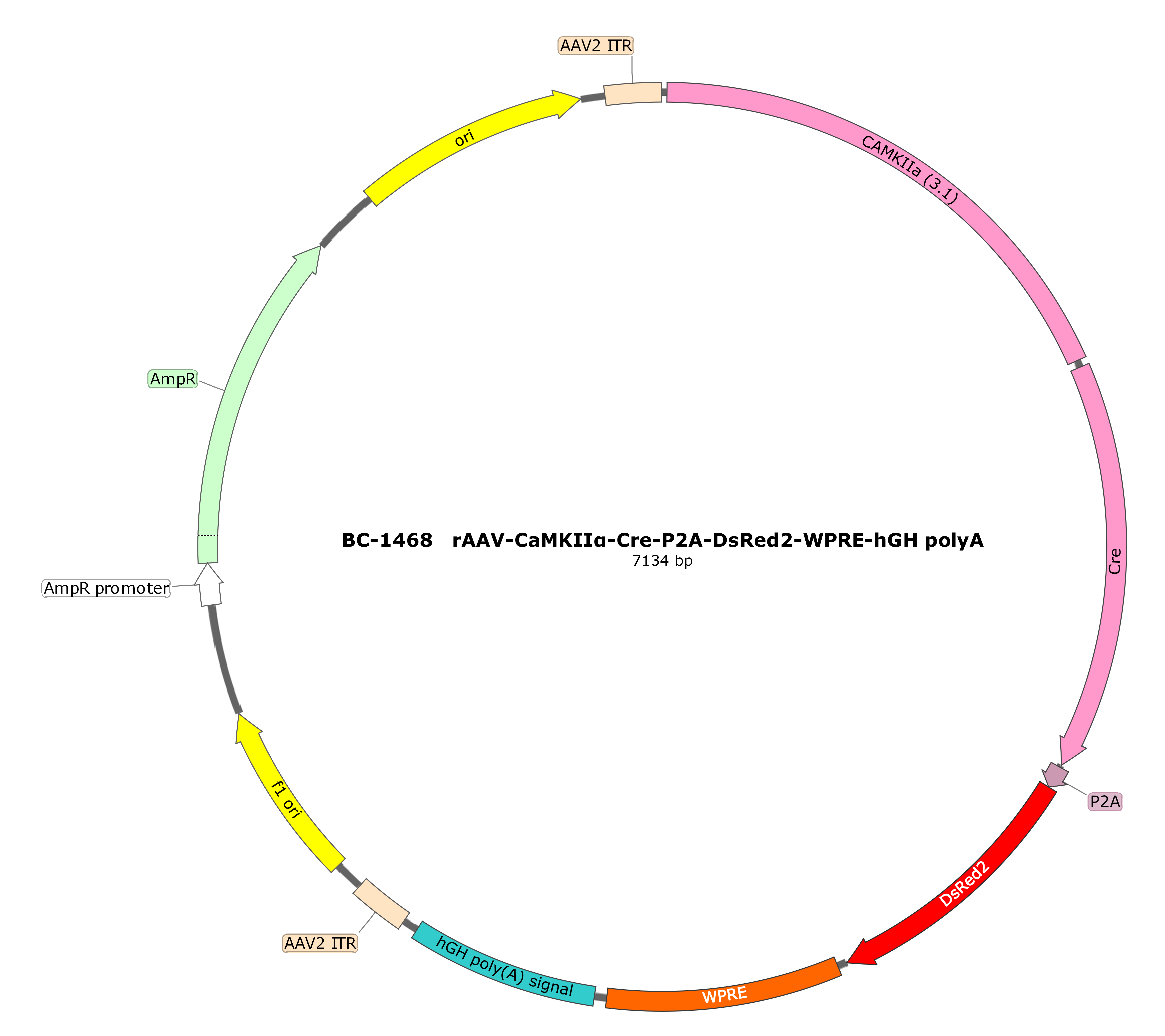 BC-1468 rAAV-CaMKIIα-Cre-P2A-DsRed2  