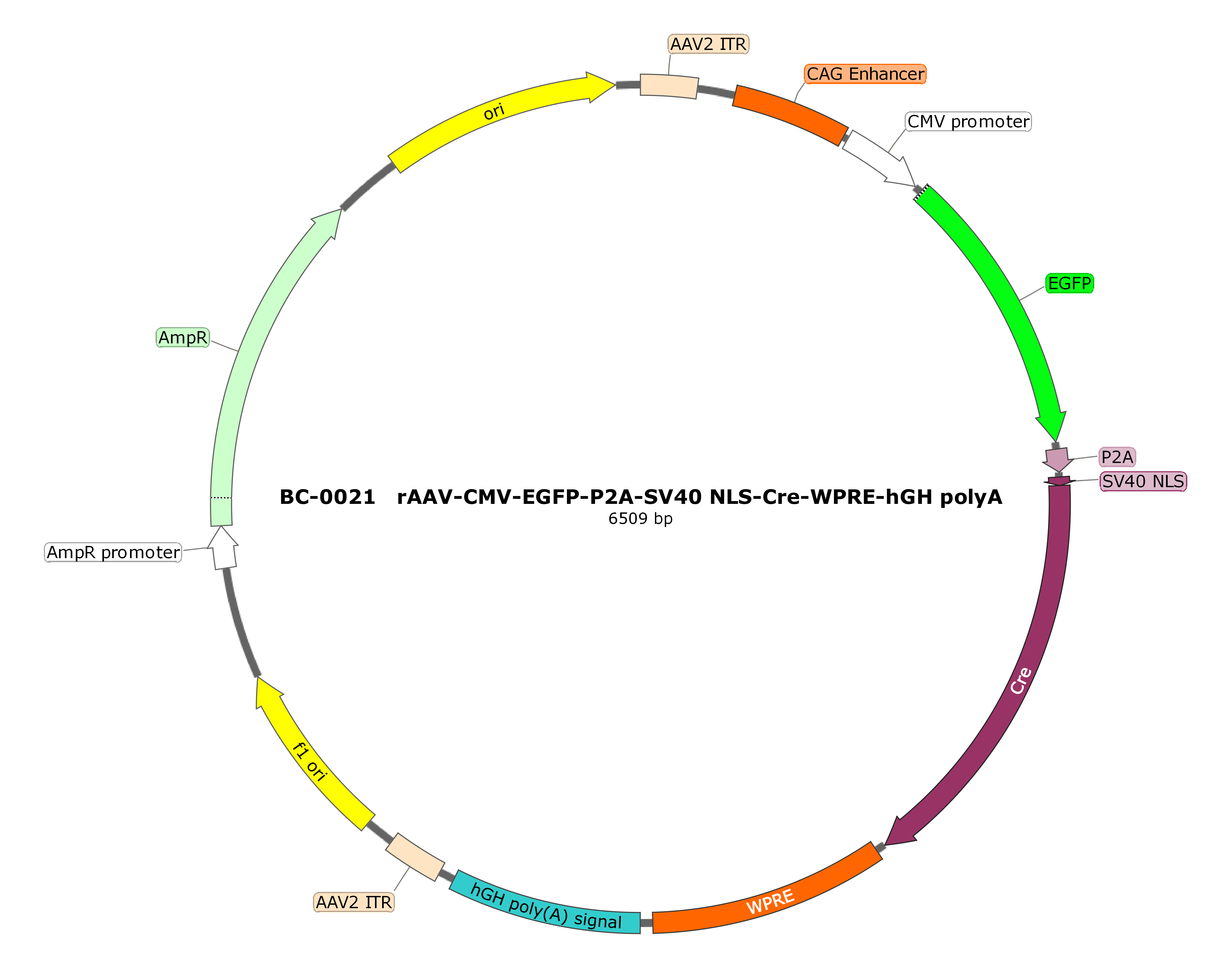 BC-0021 rAAV-CMV-EGFP-P2A-SV40 NLS-Cre  