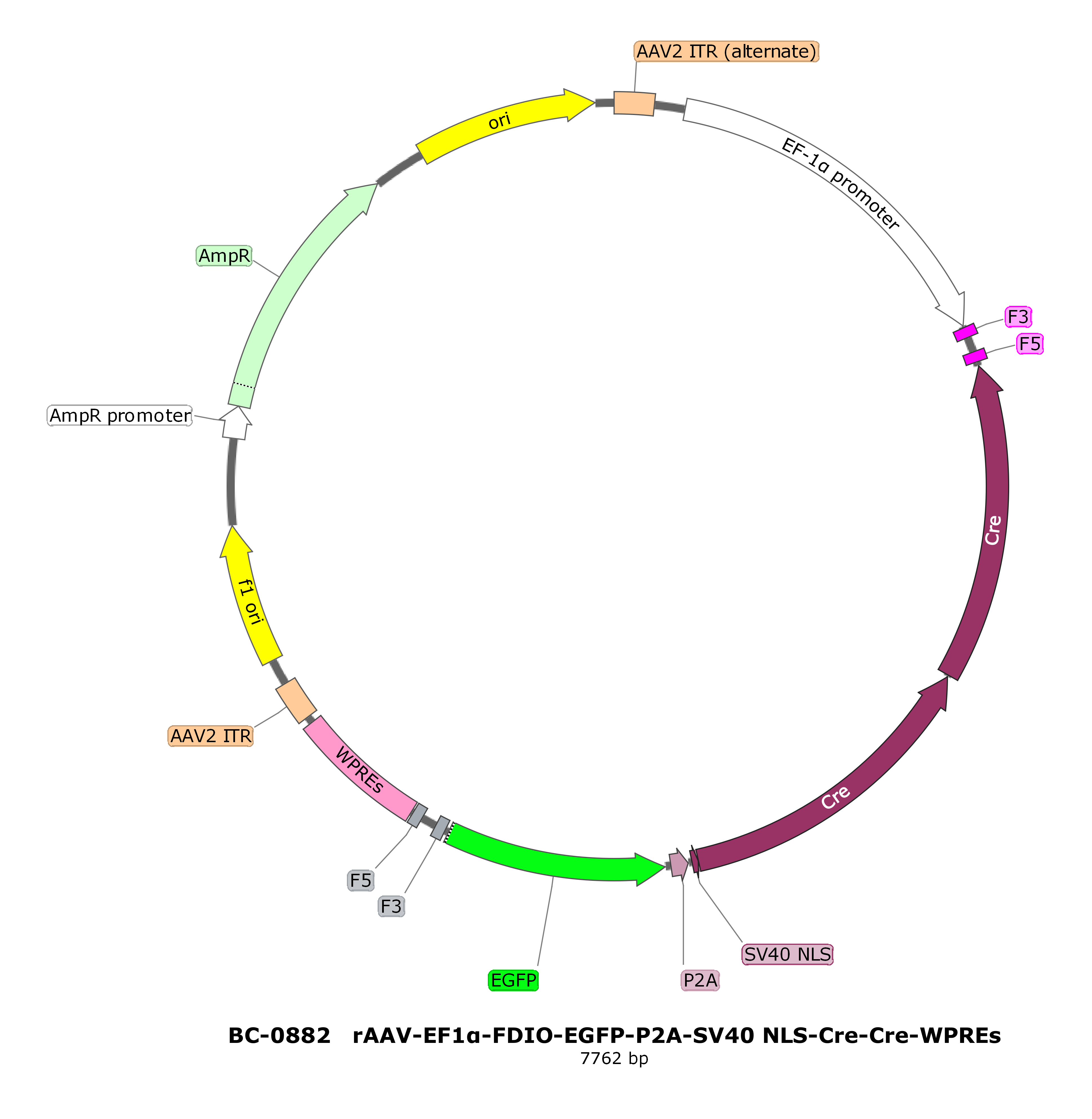 BC-0882 rAAV-EF1α-FDIO-EGFP-P2A-SV40 NLS-Cre-Cre 