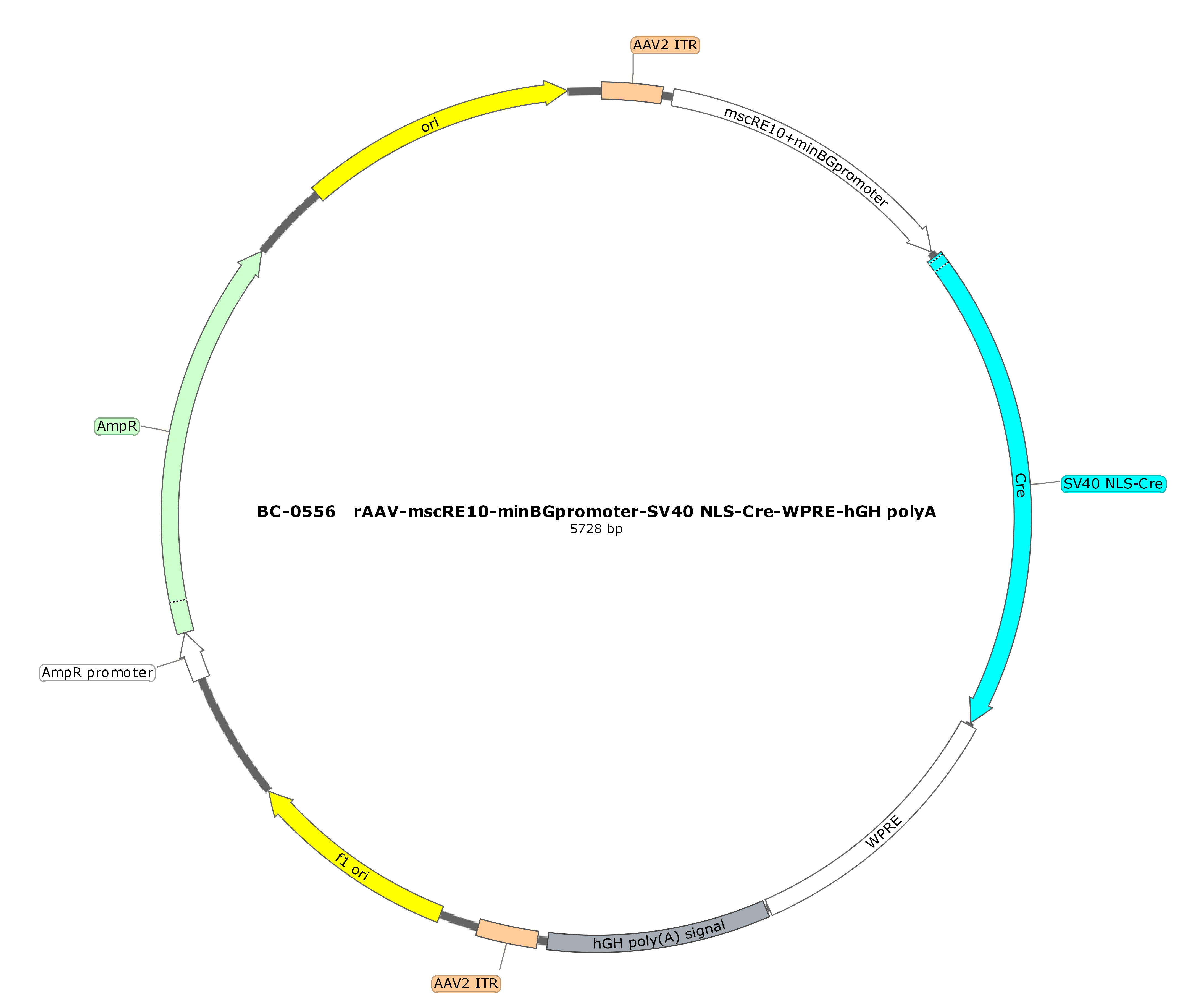 BC-0556 rAAV-mscRE10-minBGpromoter-SV40 NLS-Cre  