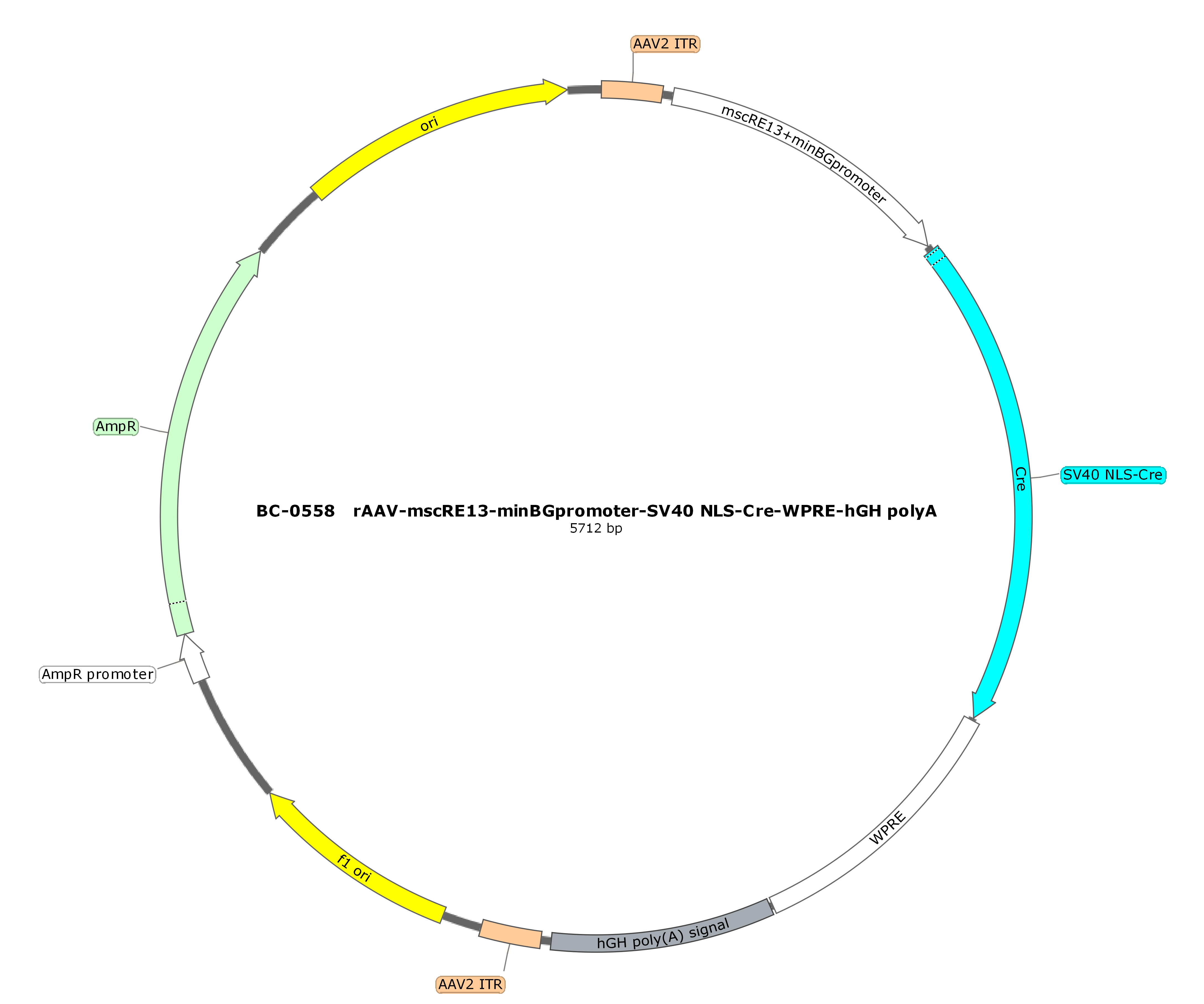 BC-0558 rAAV-mscRE13-minBGpromoter-SV40 NLS-Cre  