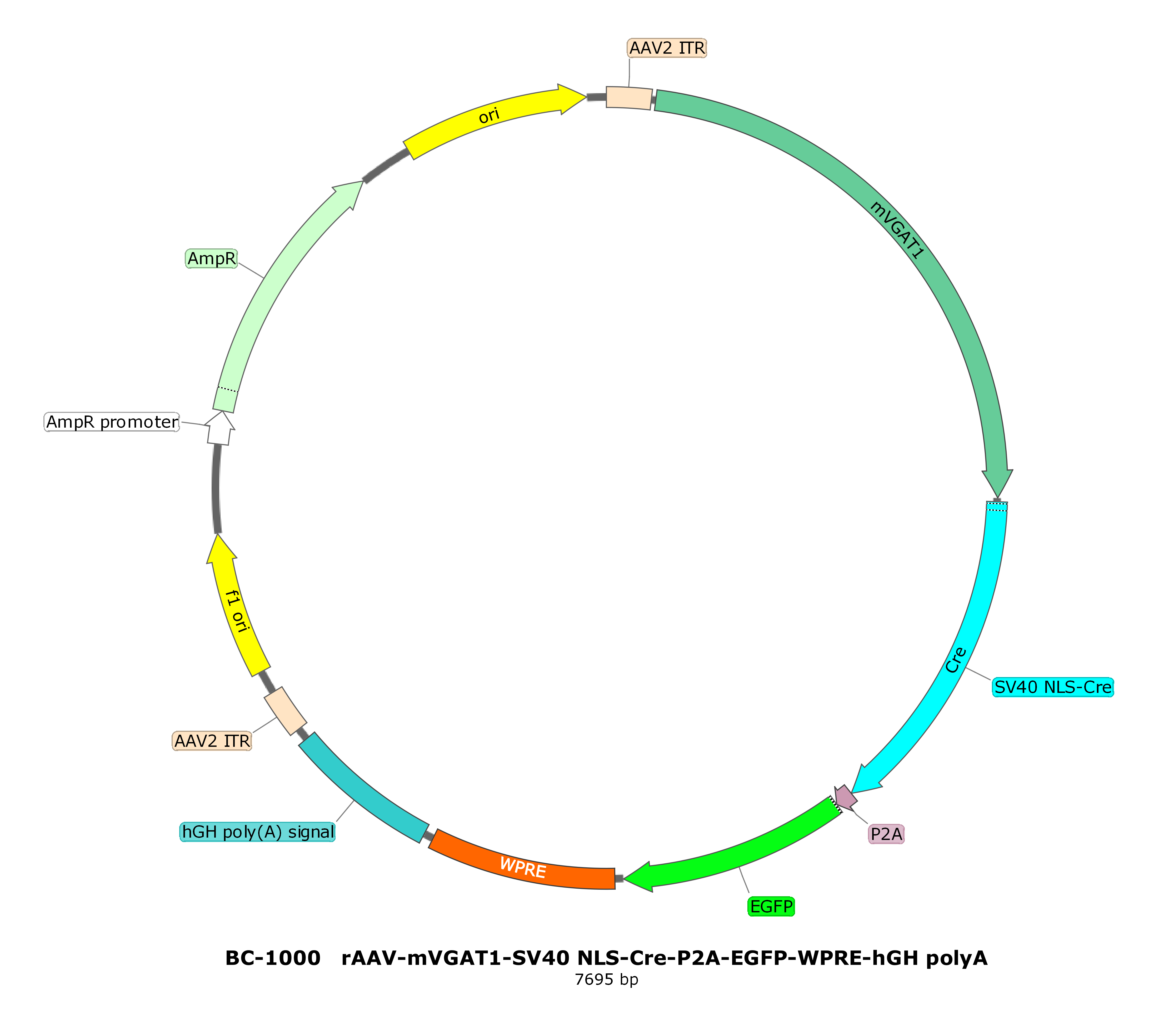 BC-1000 rAAV-mVGAT1-SV40 NLS-Cre-P2A-EGFP  