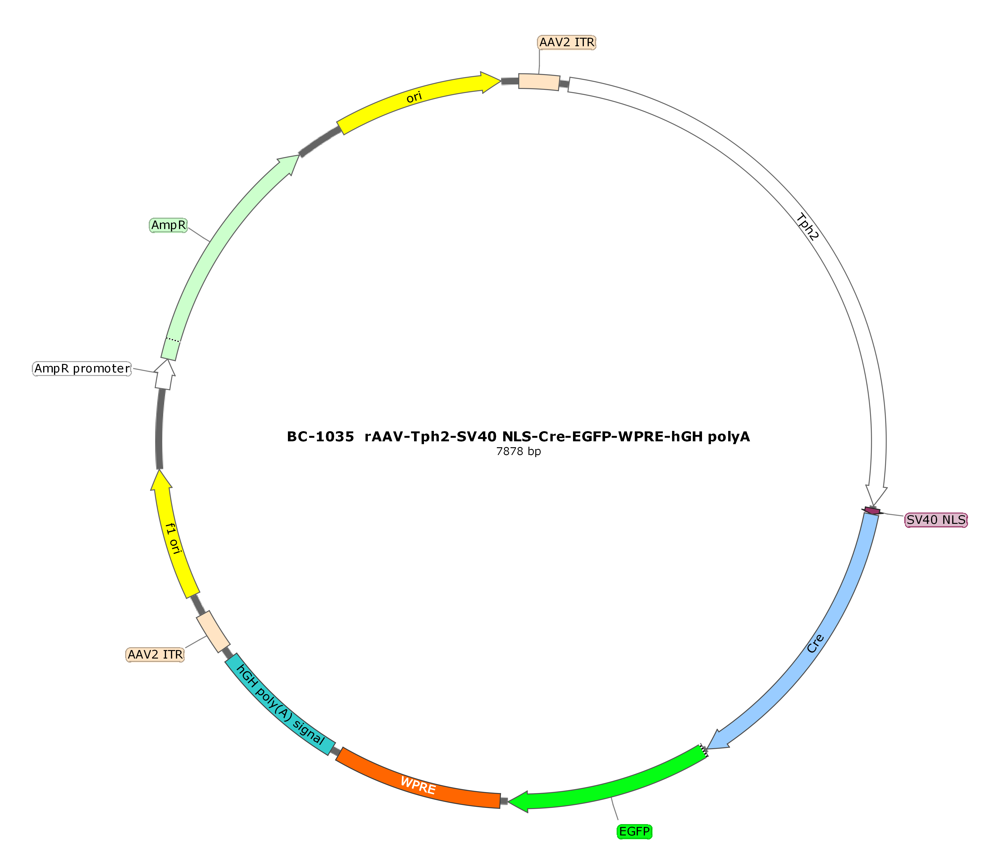 BC-1035 rAAV-Tph2-SV40 NLS-Cre-EGFP  