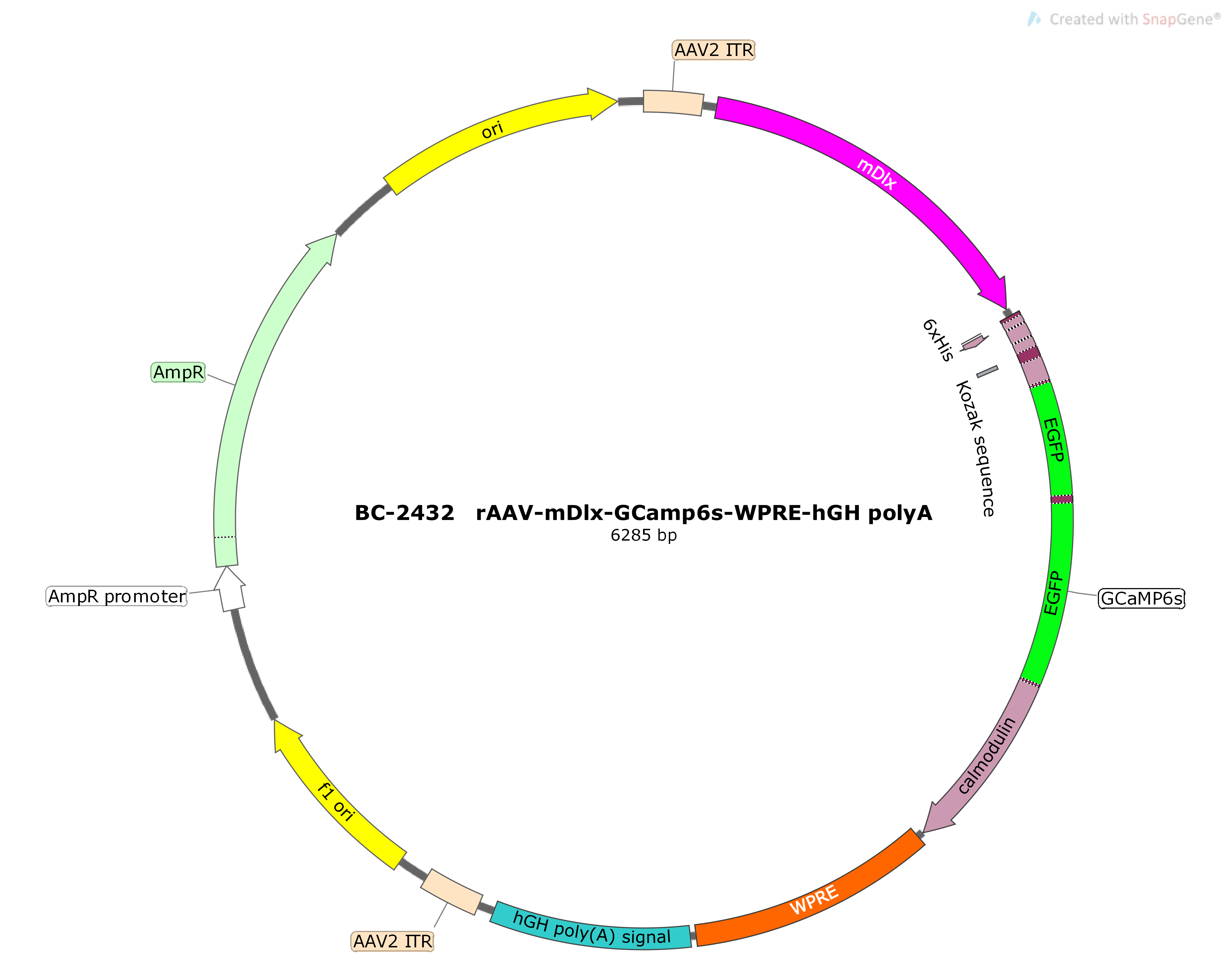 BC-2432 rAAV-mDlx-GCamp6s