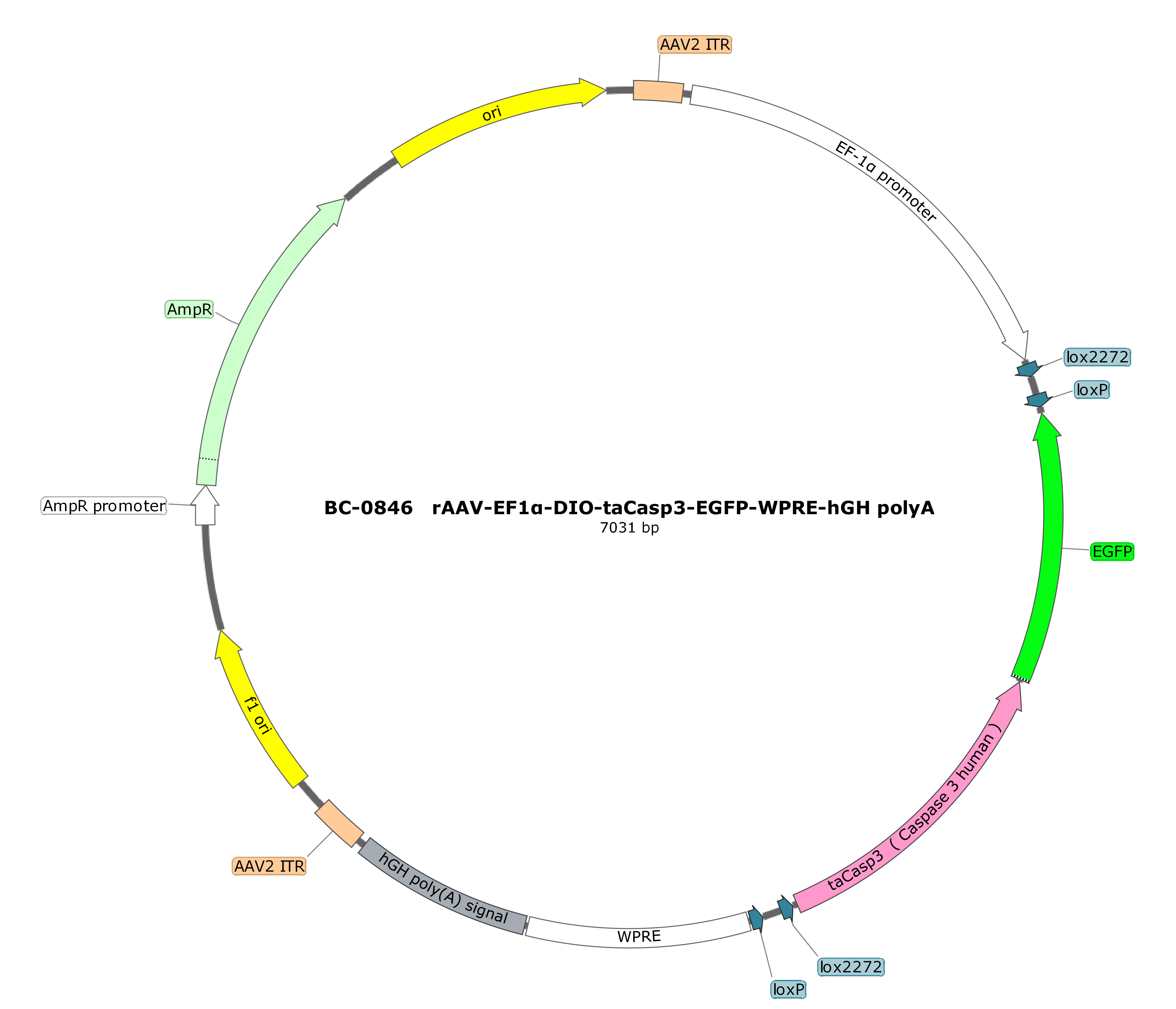 BC-0846 rAAV-EF1α-DIO-taCasp3-EGFP  