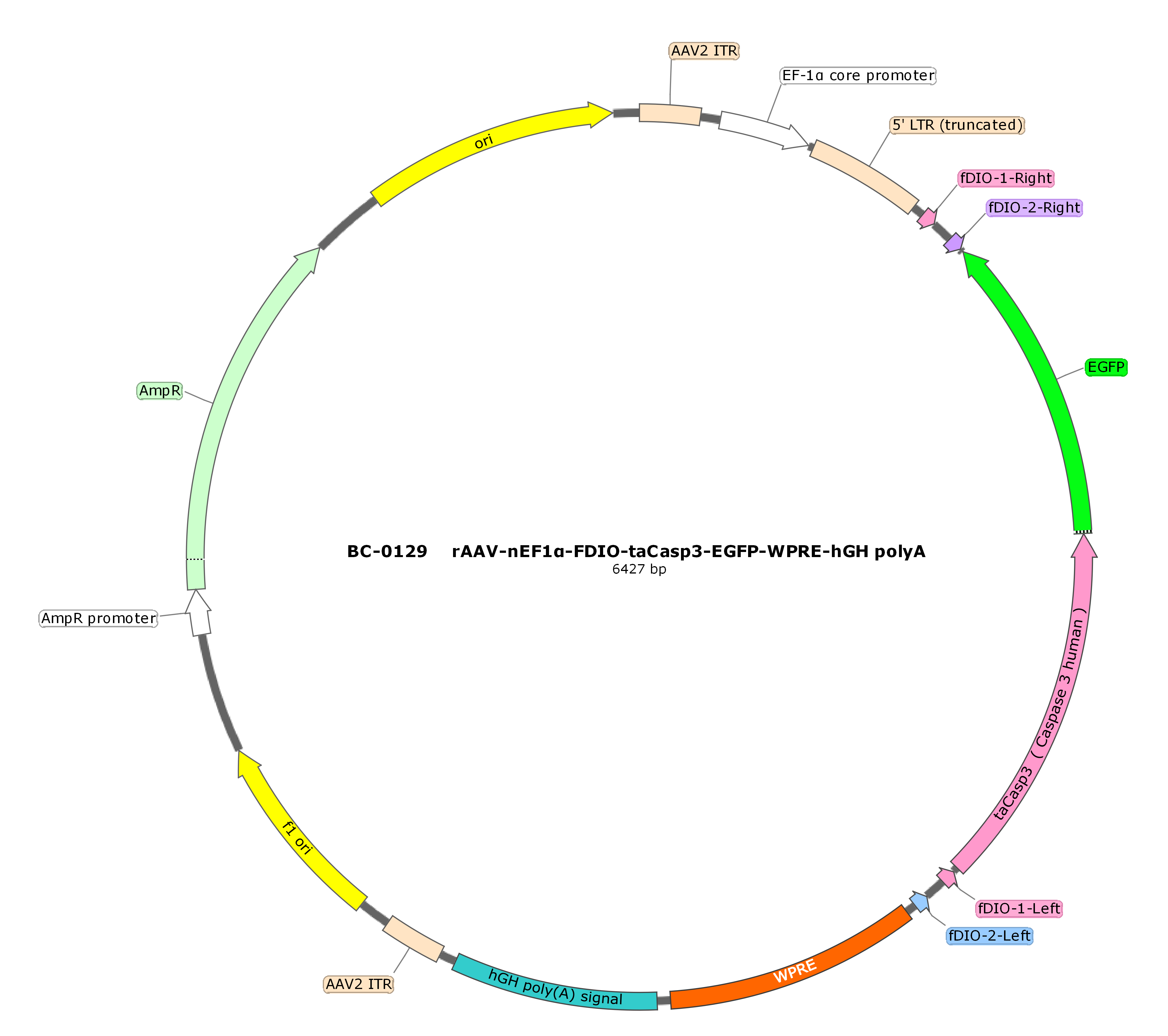 BC-0129 rAAV-EF1α-FDIO-taCasp3-EGFP  