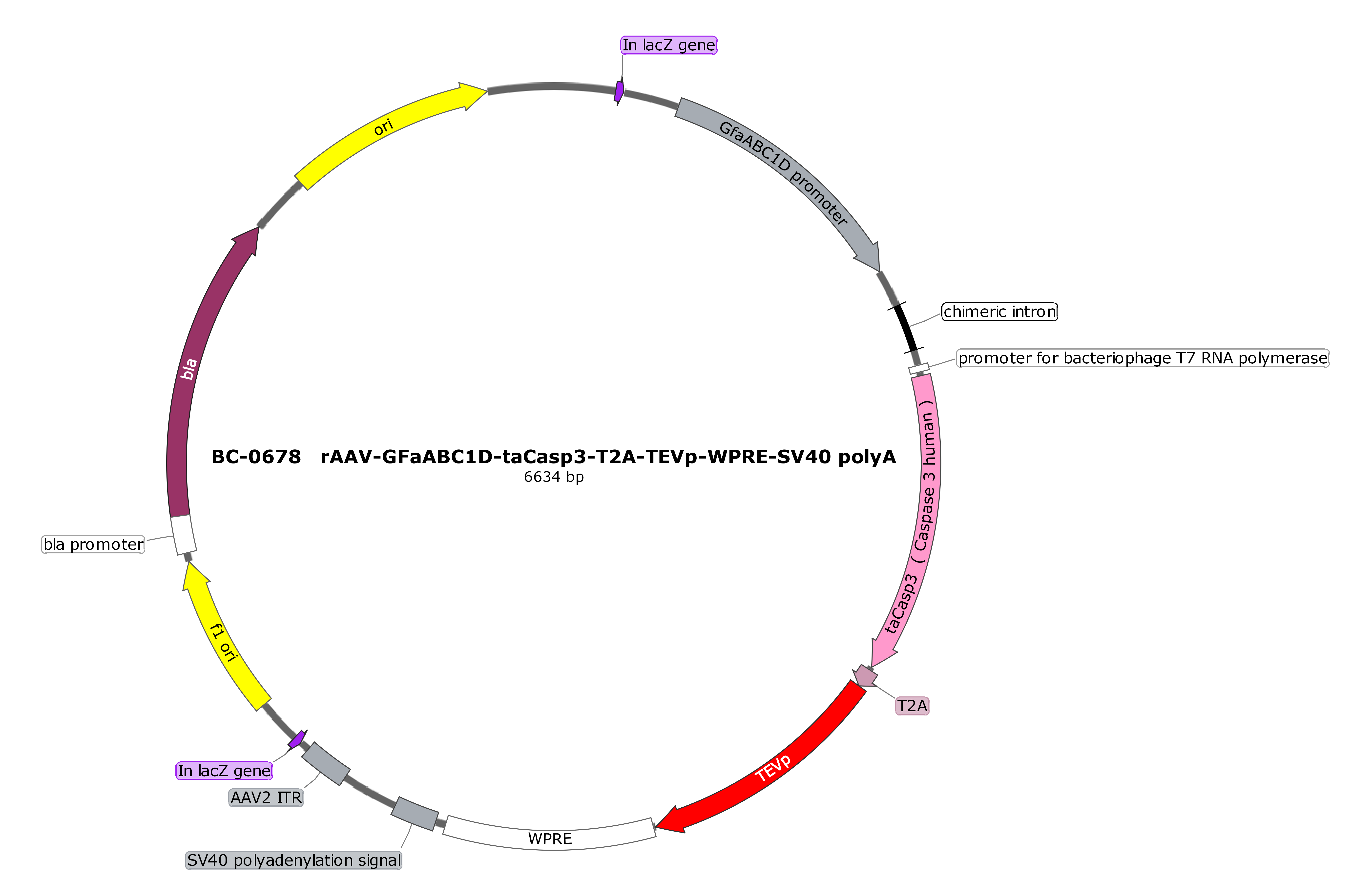 BC-0678 rAAV-GfaABC1D-taCasp3-T2A-TEVp  