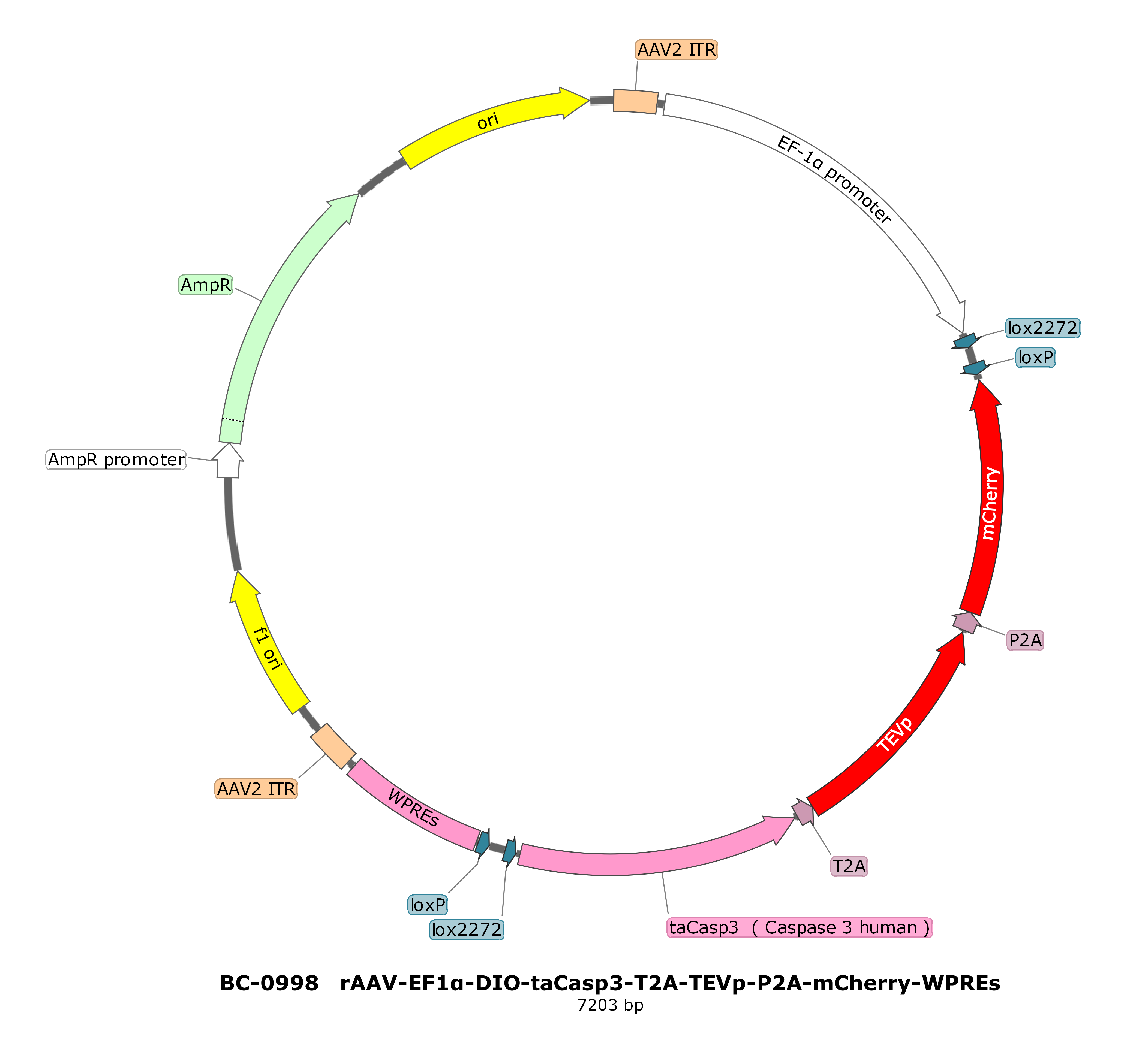 BC-0998 rAAV-EF1α-DIO-taCasp3-T2A-TEVp-P2A-mCherry 