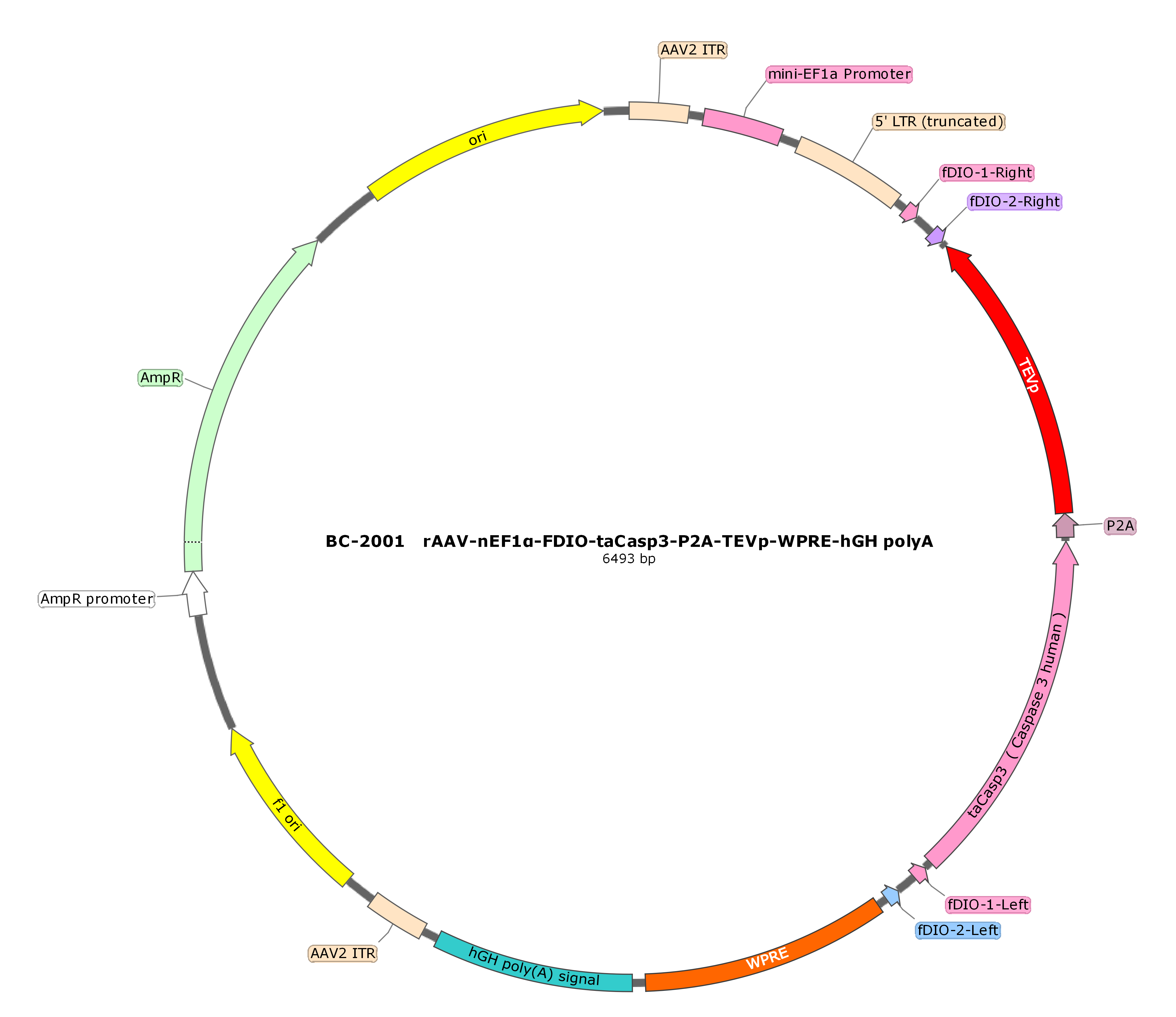 BC-2001 rAAV-nEF1α-FDIO-taCasp3-P2A-TEVp  