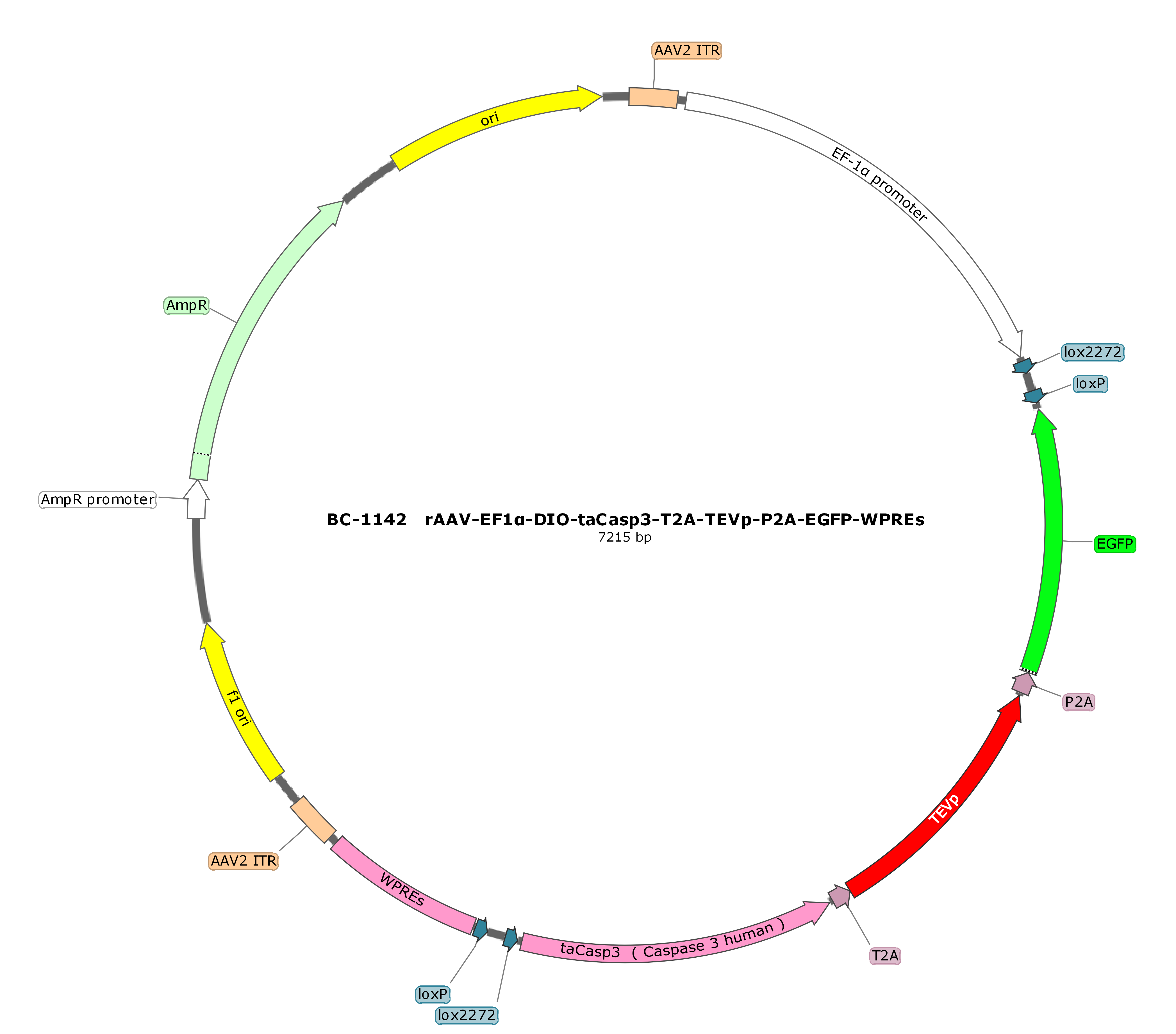 BC-1142 rAAV-EF1α-DIO-taCasp3-T2A-TEVp-P2A-EGFP 