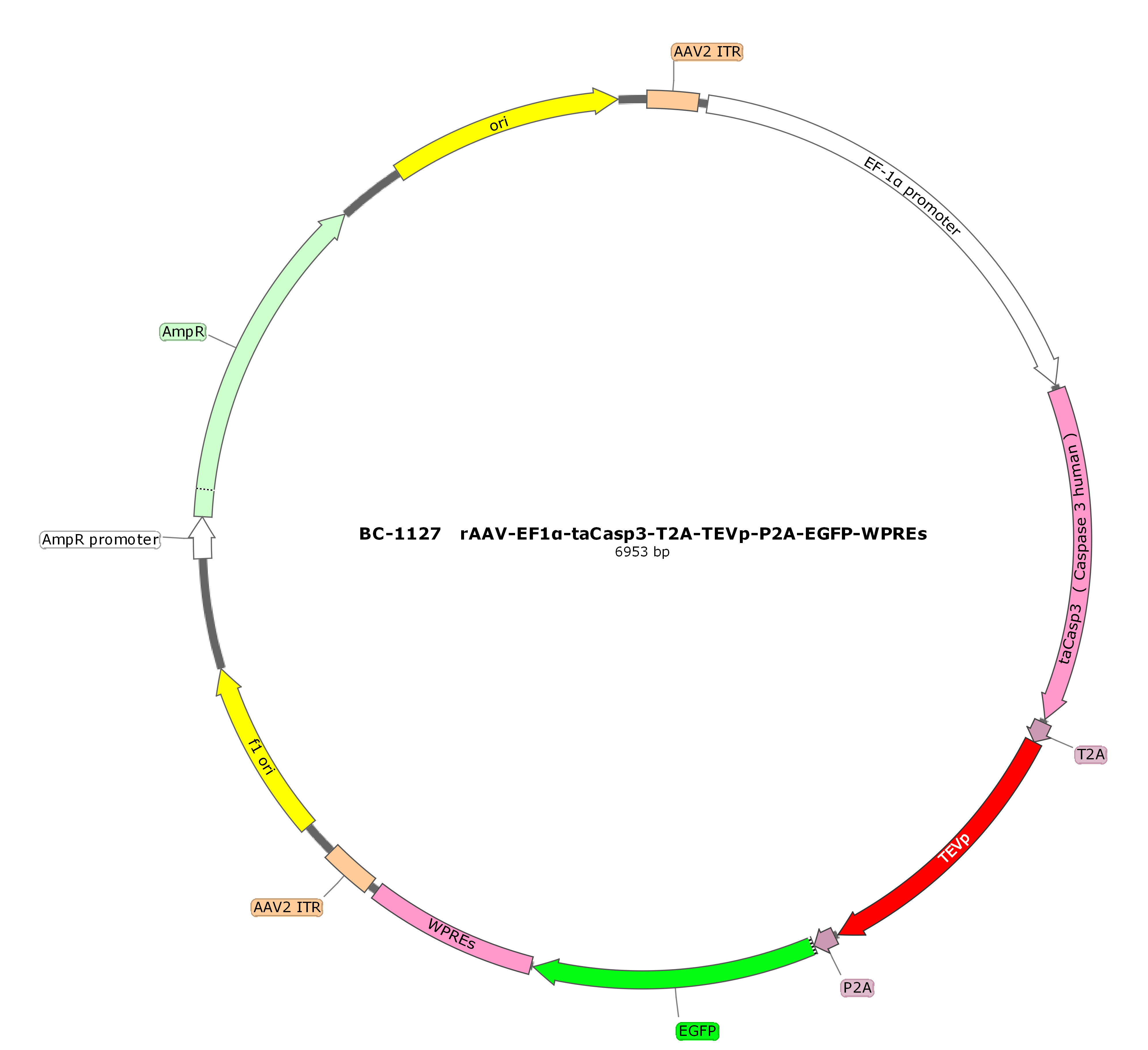 BC-1127 rAAV-EF1α-taCasp3-T2A-TEVp-P2A-EGFP 