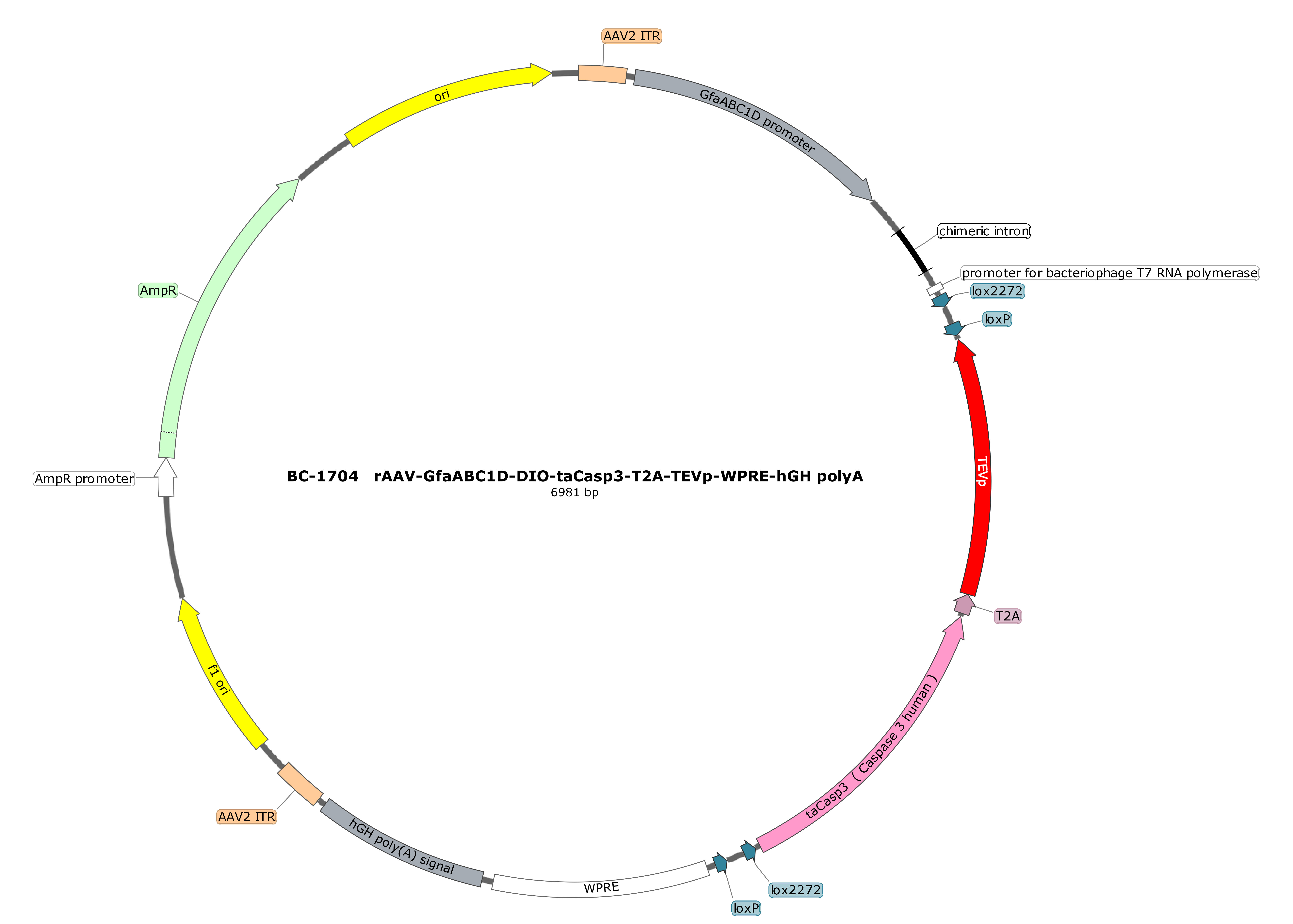 BC-1704 rAAV-GfaABC1D-DIO-taCasp3-T2A-TEVp  