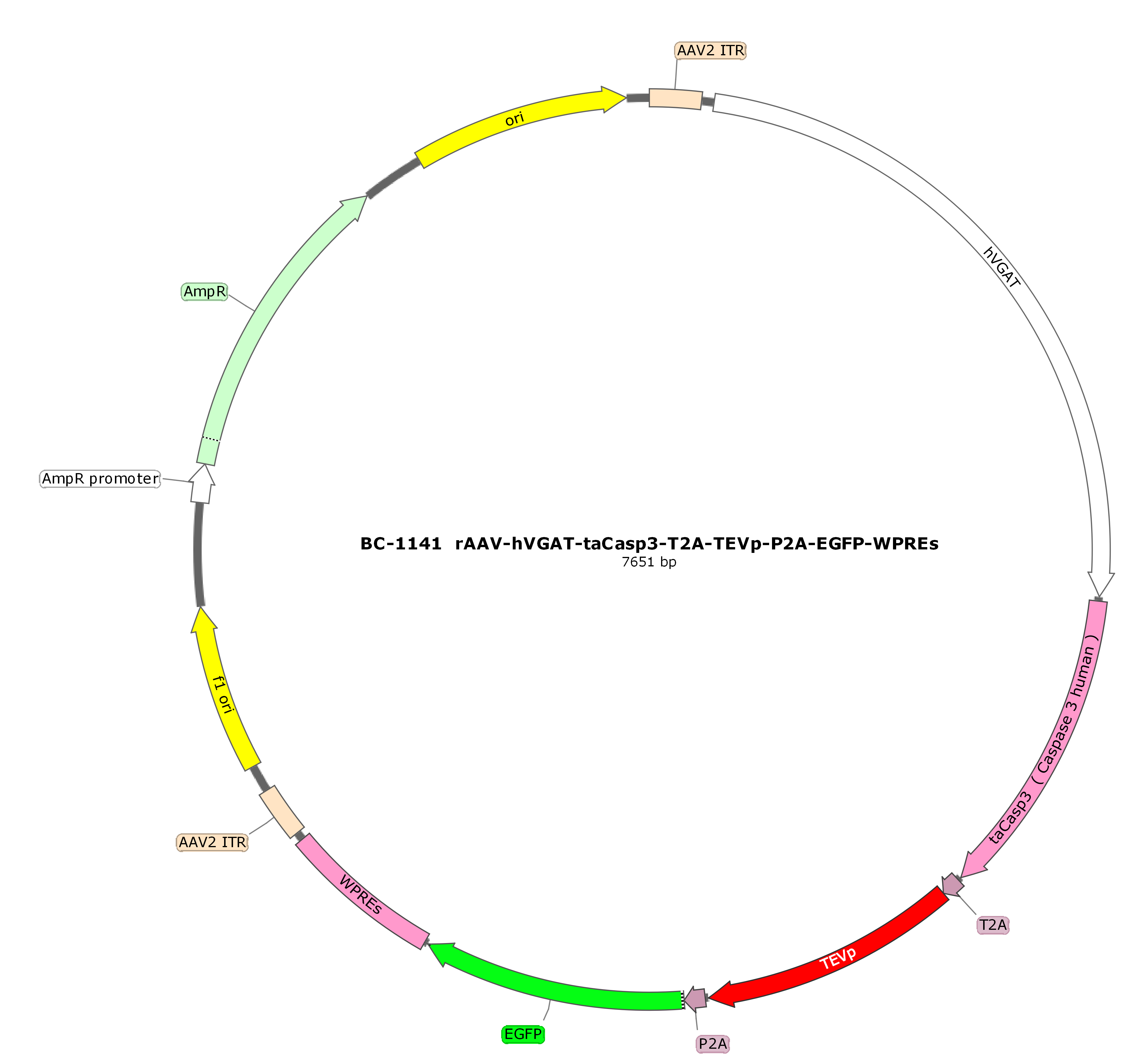 BC-1141 rAAV-hVGAT-taCasp3-T2A-TEVp-P2A-EGFP 