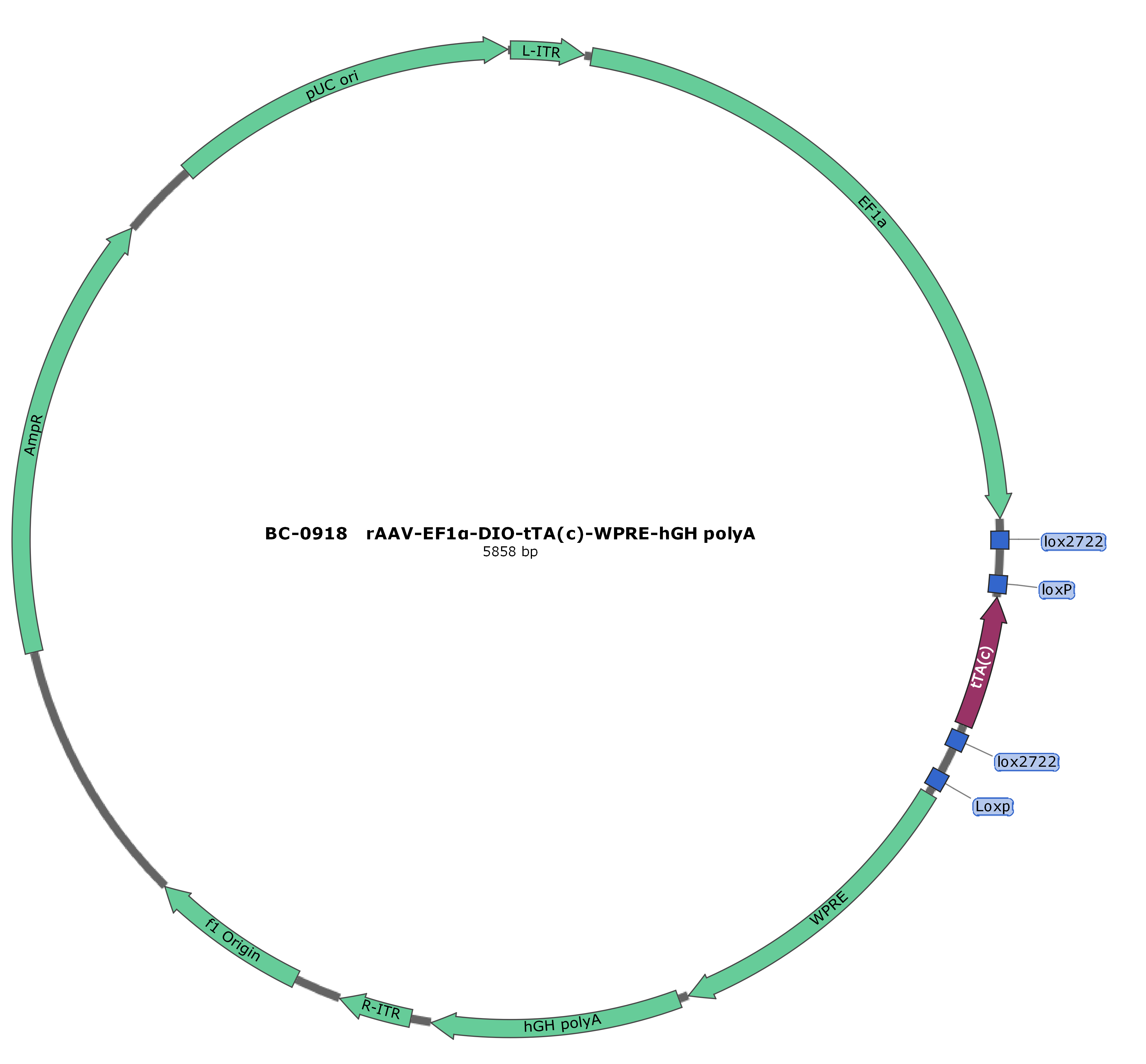 BC-0918 rAAV-pEF1α-DIO-tTA(c)  