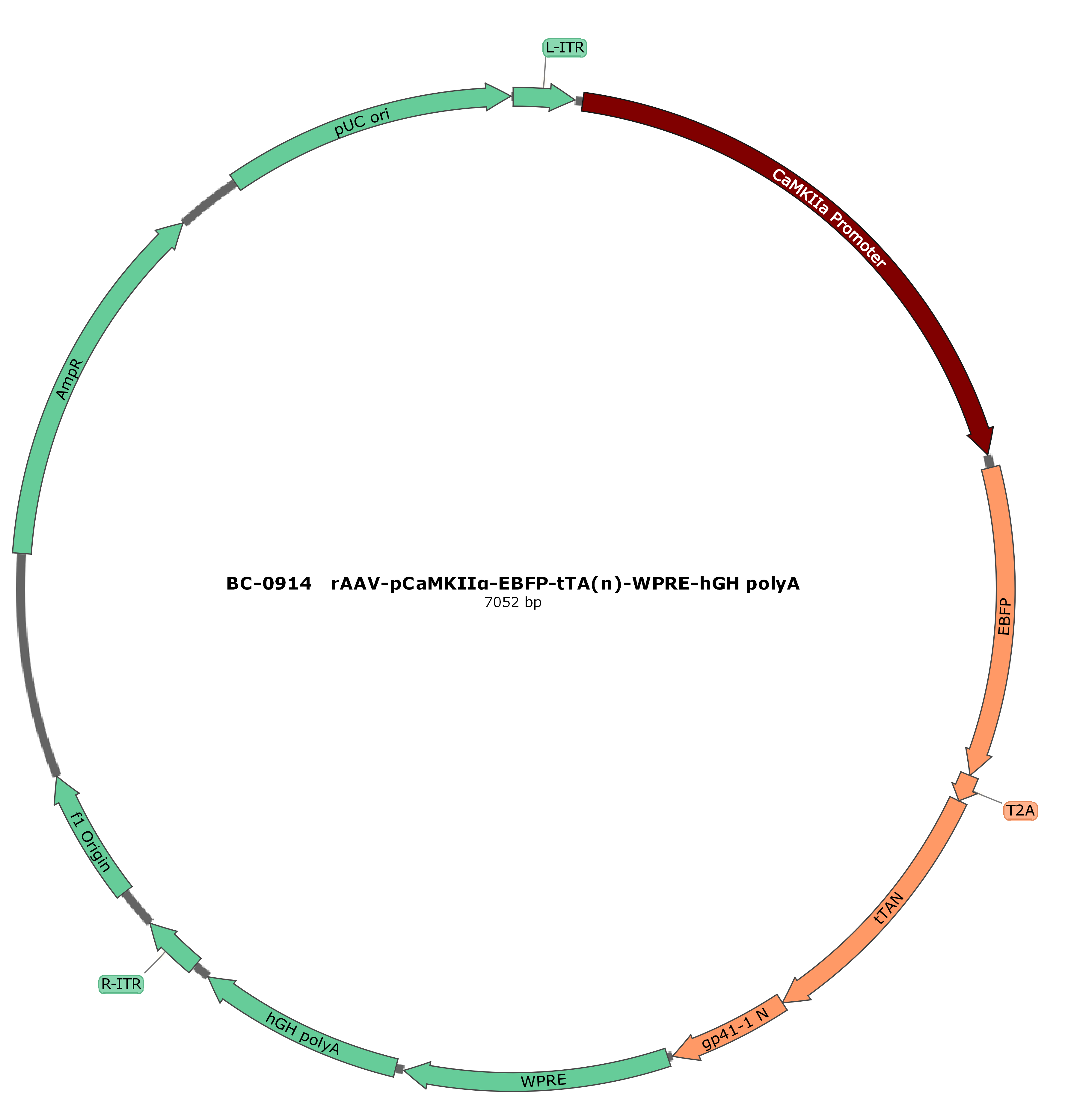 BC-0914 rAAV-pCaMKIIα-EBFP-tTA(n)  