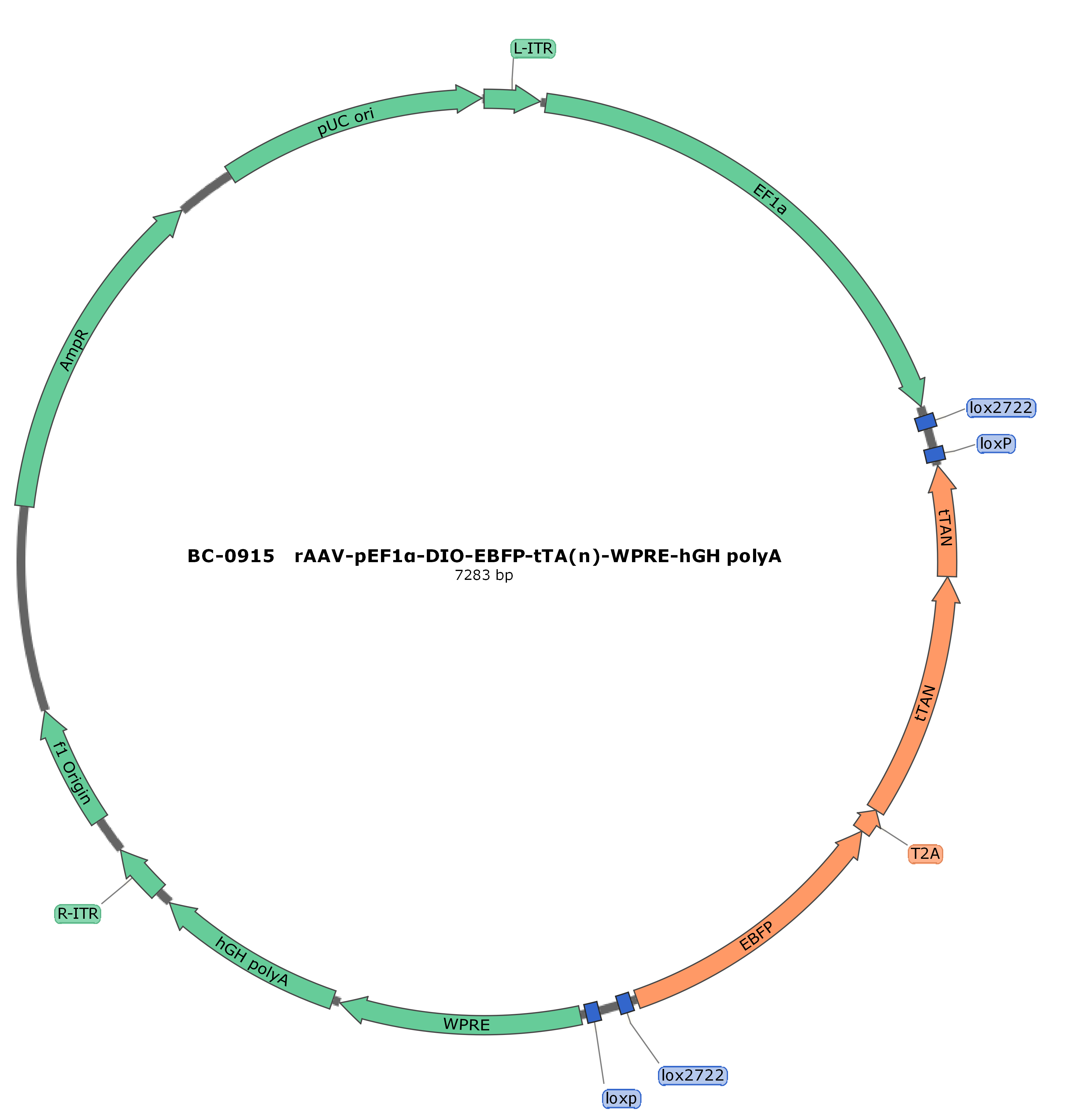 BC-0915 rAAV-pEF1α-DIO-EBFP-tTA(n)  