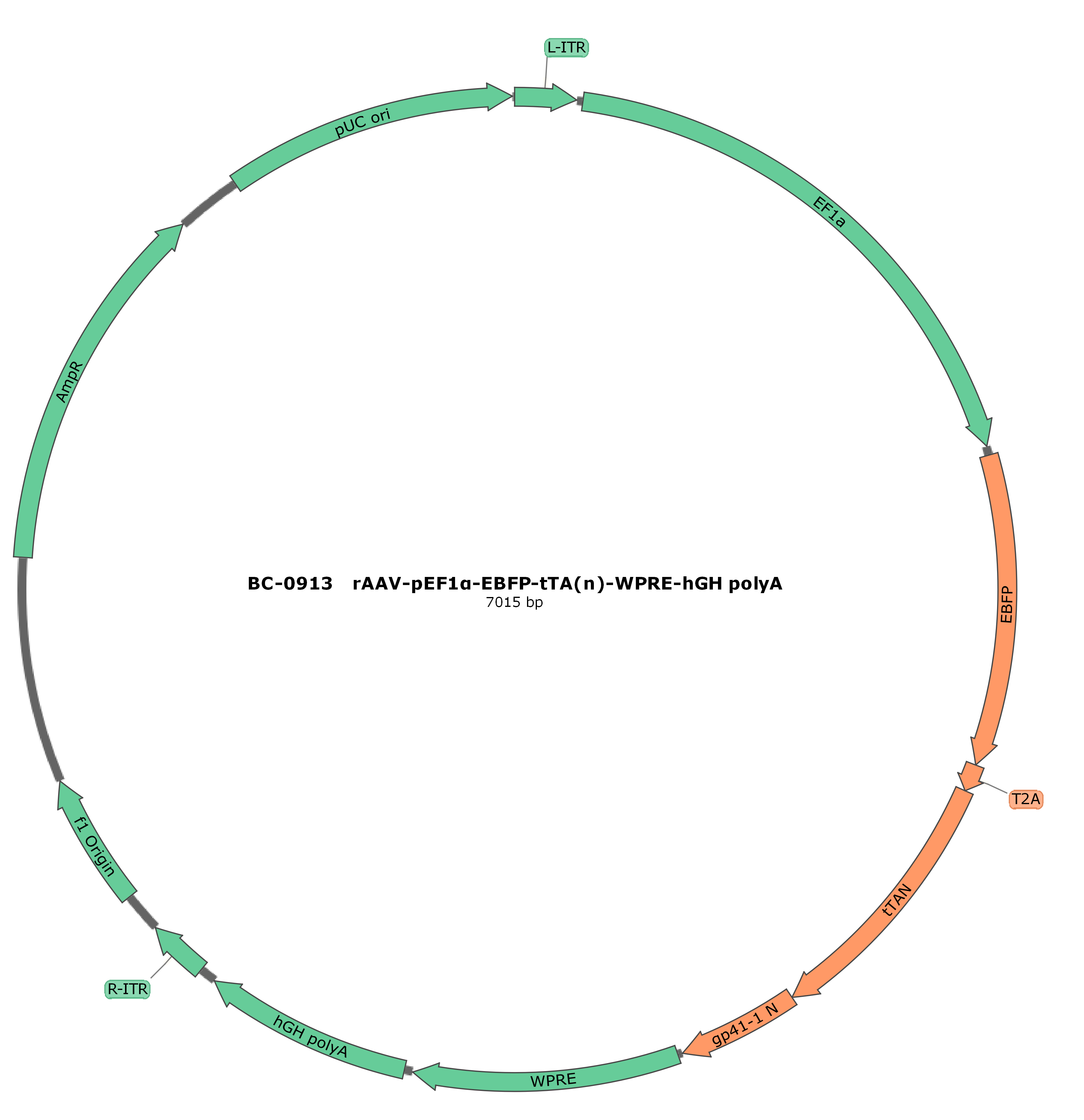 BC-0913 rAAV-pEF1α-EBFP-tTA(n)  