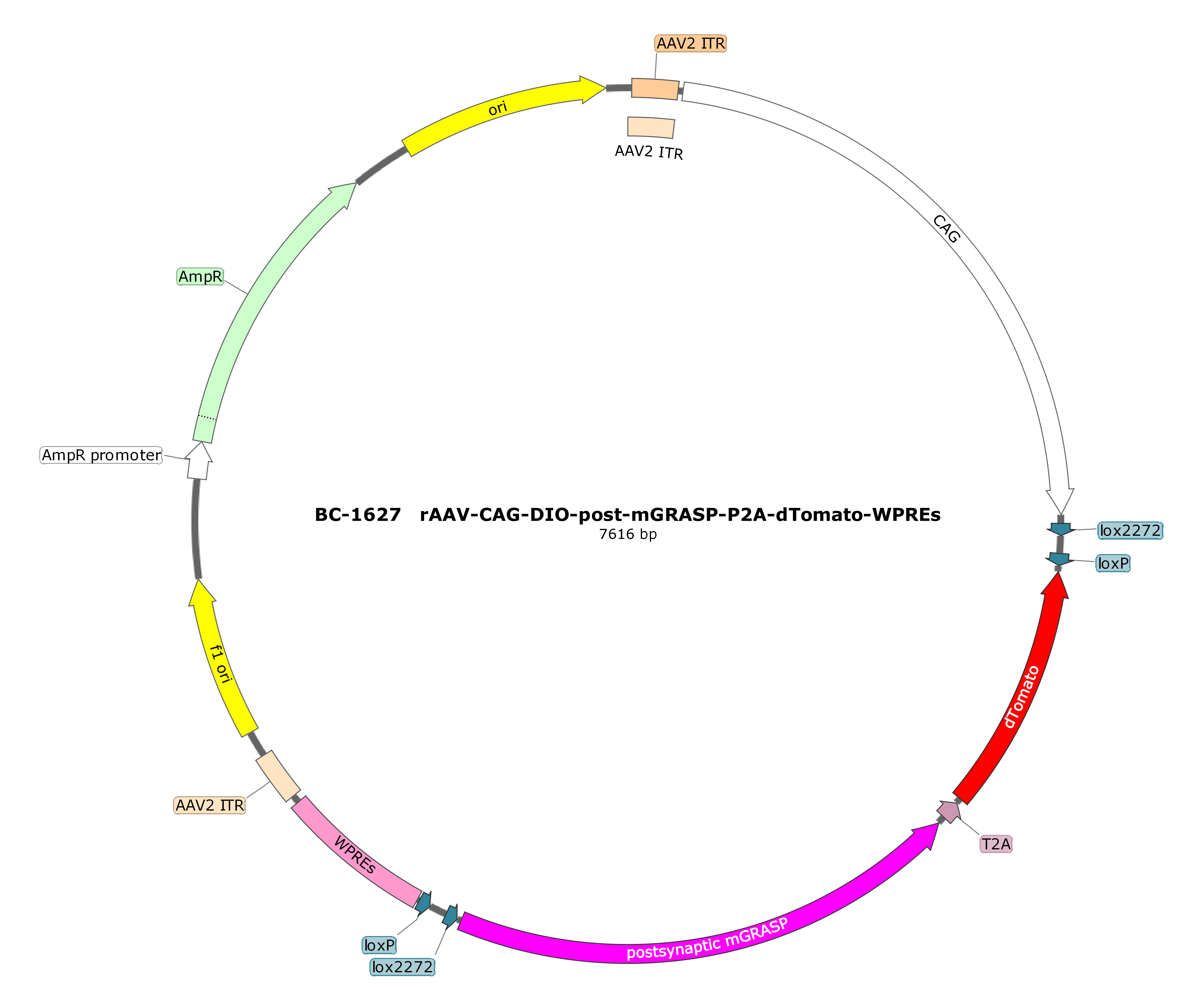 BC-1627 rAAV-CAG-DIO-post-mGRASP-P2A-dTomato