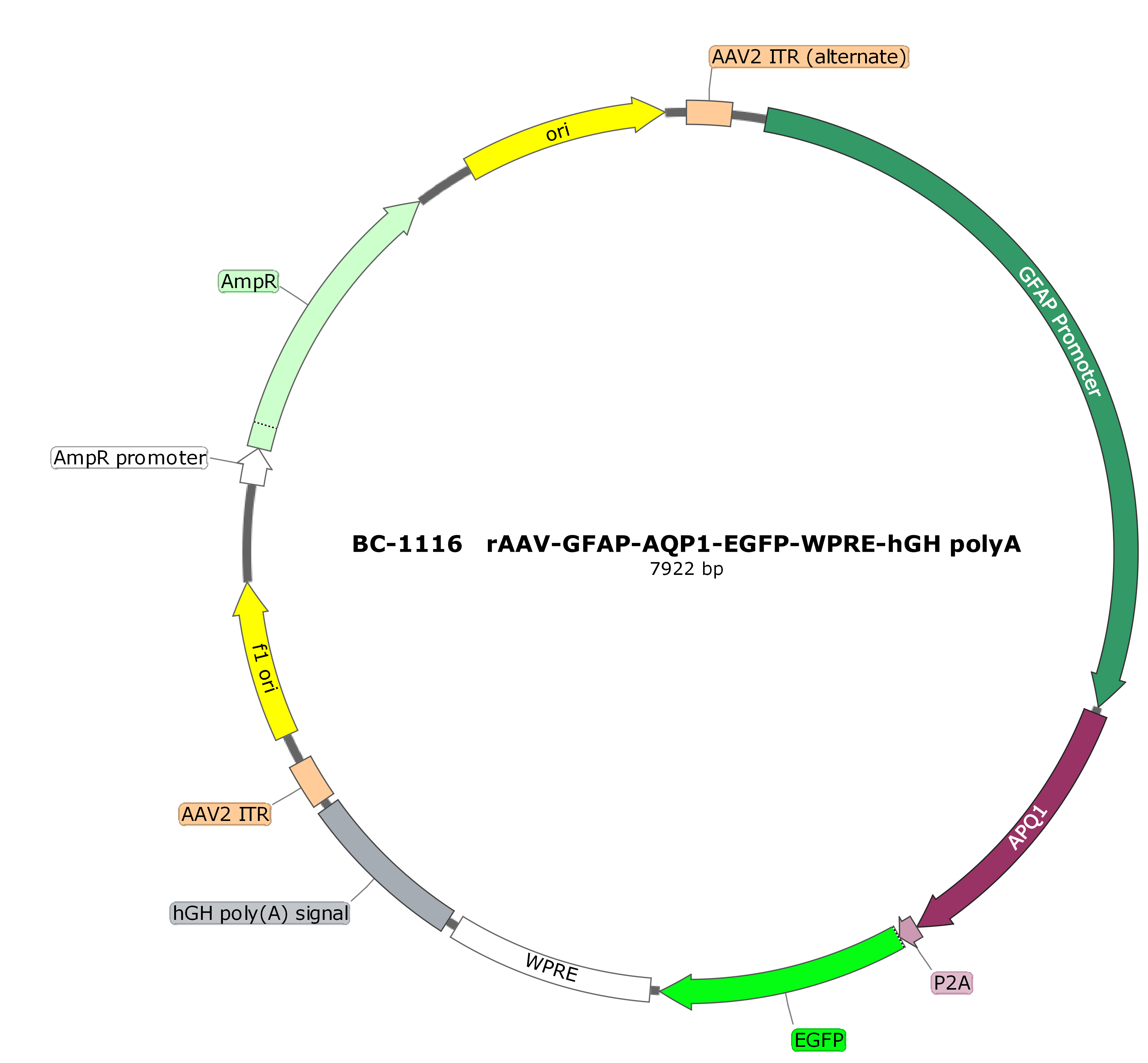 BC-1116 rAAV-GFAP-AQP1-EGFP