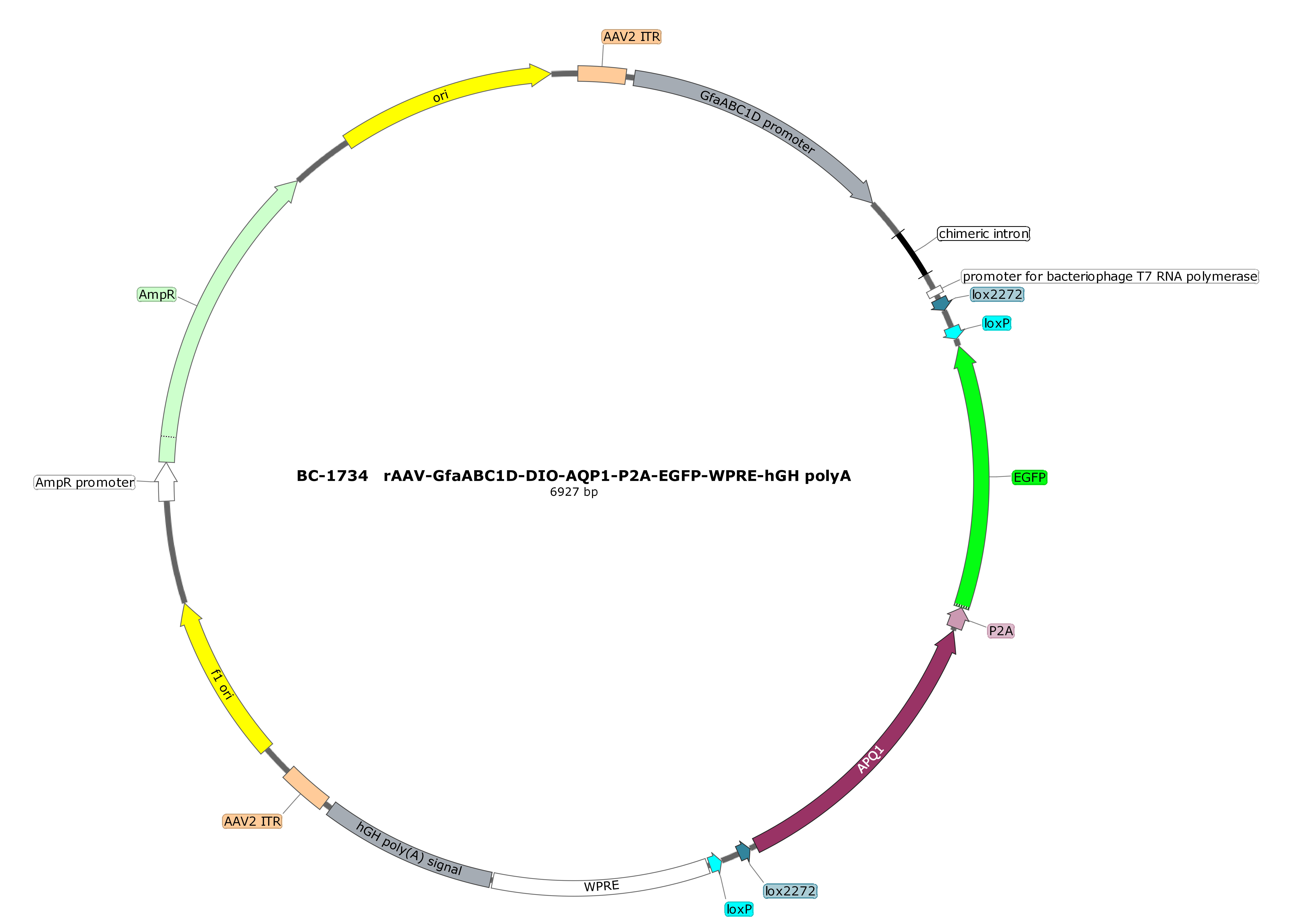 BC-1734 rAAV-GfaABC1D-DIO-AQP1-P2A-EGFP  