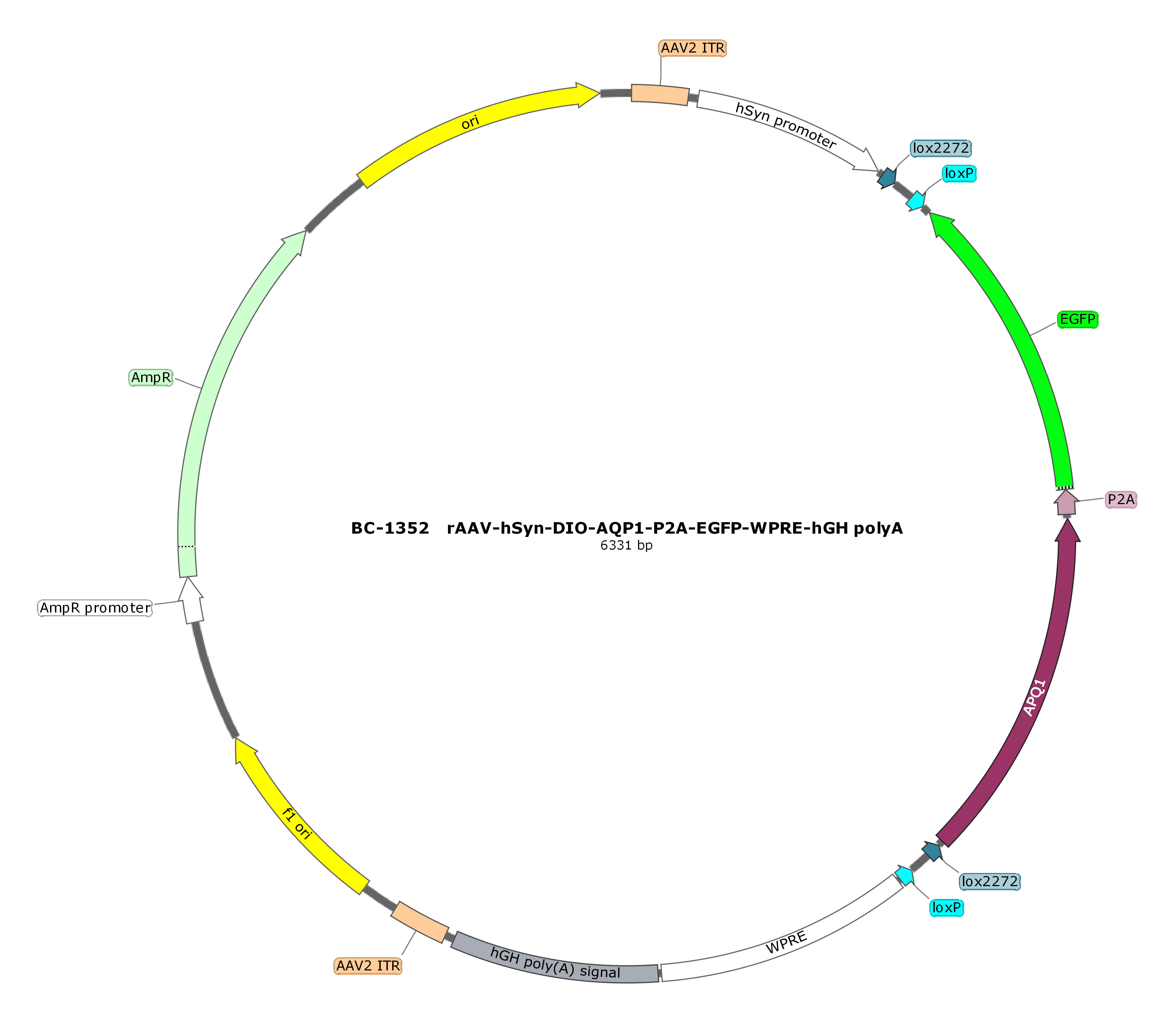 BC-1352 rAAV-hSyn-DIO-AQP1-P2A-EGFP  